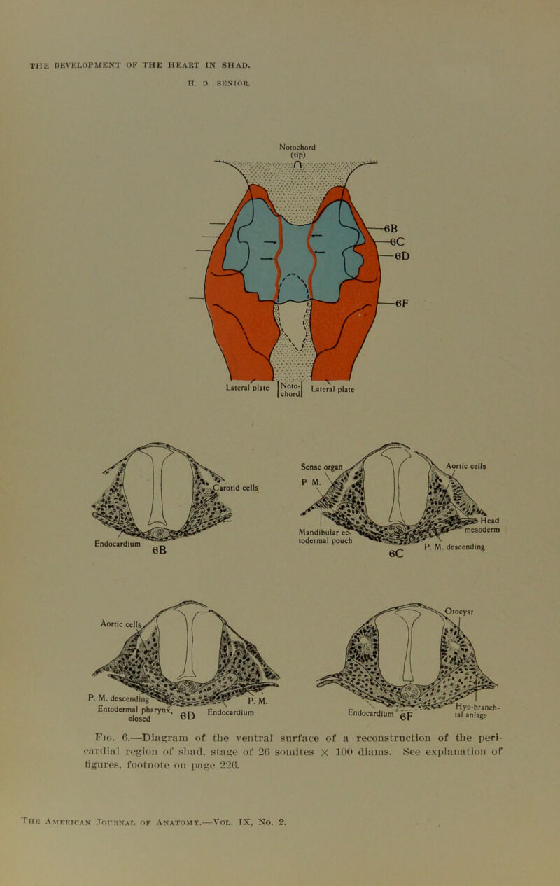 H. D. .SEN’ion. Notochord Fig. 6.—Diagram of the ventral surface of a reconstruction of the peri- cardial region of shad, stage of 2(> somites X 300 diains. See e.xplanation of ligures, footnote on jiage 220.
