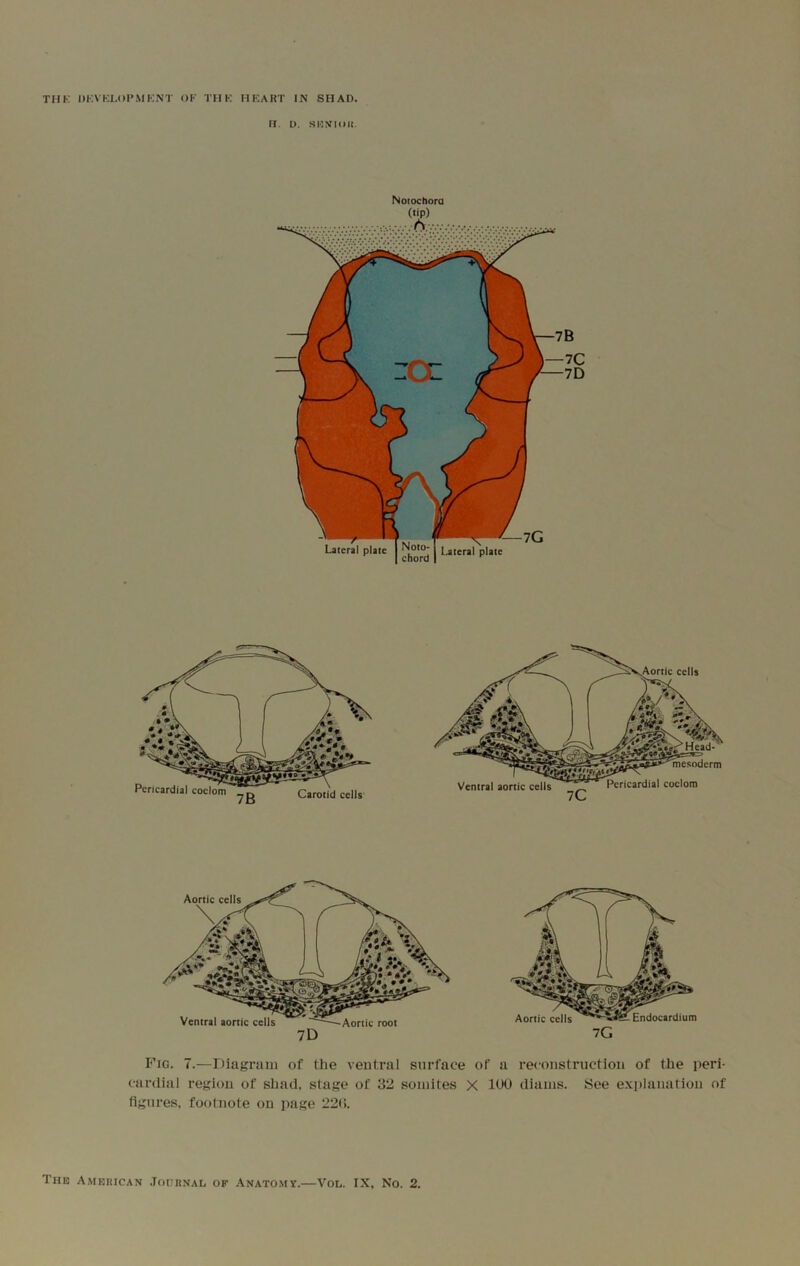 THK l)i:VKL()l*.\IKNT OK TH K HKART IN SHAD. II. D. Sl'IMloil. Notochora (tip) Pericardial coelom Carotid cells' Aortic cells \ Ventral aortic cells Aortic root 7D Fig. 7.—Diagram of the ventral surface of a reconstruction of the peri- cardial region of shad, stage of 32 somites X 1(X) diams. See explanation of figures, footnote on page 22(i.
