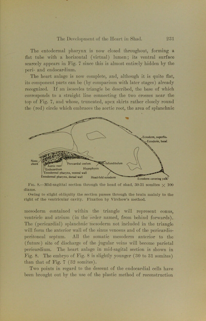 The cntodeimal pharynx is now closed throughout, forming a flat tube with a horizontal (virtual) lumen; its ventral surface scarcely appears in Fig. 7 since this is almost entirely hidden by the peri- and endocardium. The heart anlagc is now complete, and, although it is quite flat, its component parts can be (by comparison with later stages) already recogmized. If an isosceles triangle be described, the base of which corresponds to a straight line connecting the two crosses near the top of Fig. 7, and whoso, truncated, apex skirts rather closely round the (red) circle which embraces the aortic root, the area of splanchnic Fig. S.—Mid-sagittal section through the head of shad, 30-31 somites x 100 diams. Owing to slight obliquity the section passes through the brain mainly to the right of the ventricular cavity. Fixation by Virchow’s method. mesoderm contained within the triangle will represent conus, ventricle and atrium (in the order named, from behind forwards). The (pericardial) splanchnic mesoderm not included in the triangle will form the anterior wall of the sinus venosus and of the pericardio- peritoneal septum. All the somatic mesoderm anterior to the (future) site of discharge of the jugular veins will become parietal pericardium. The heart anlage in mid-sagital section is shown in Fig. 8. The embryo of Fig. 8 is slightly younger (30 to 31 somites) than that of Fig. 7 (32 somites). Two points in regard to the descent of the endocardial cells have been brought out by the use of the plastic method of reconstruction
