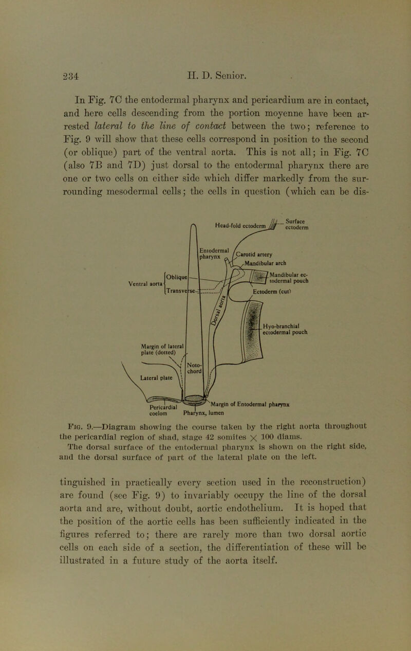In Fig. YC the entodermal pharynx and pericardium are in contact, and here cells descending from the portion moyenne have been ar- rested lateral to the line of contact between the two; reference to Fig. 9 will show that these cells correspond in position to the second (or oblique) part of the ventral aorta. This is not all; in Fig. YC (also YB and YD) just dorsal to the entodermal pharynx there are one or two cells on either side which differ markedly from the sur- rounding mesodermal cells; the cells in question (which can be dis- Fig. 9.—Diagram showing the course taken by the right aorta throughout the pericardial region of shad, stage 42 somites X diams. The dorsal surface of the entodermal pharynx is shown on the right side, and the dorsal surface of part of the lateral plate on the left. tinguished in practically every section used in the reconstruction) are found (see Fig. 9) to invariably occupy the line of the dorsal aorta and are, without doubt, aortic endothelium. It is hoped that the position of the aortic cells has been sufficiently indicated in the figures referred to; there are rarely more than two dorsal aortic cells on each side of a section, the differentiation of these will be illustrated in a future study of the aorta itself.