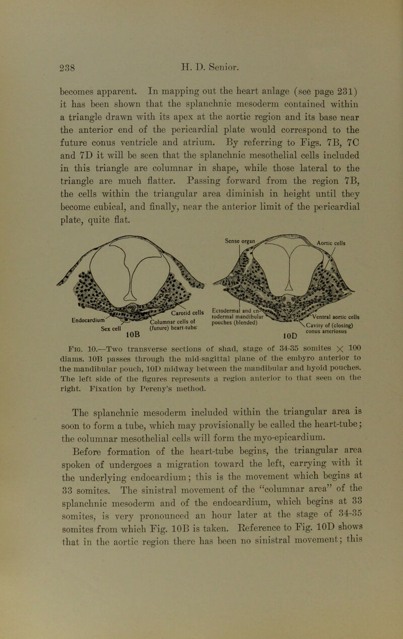 becomes apparent. In mapping out the heart anlage (see page 231) it has been shown that the splanchnic mesoderm contained within a triangle drawn with its apex at the aortic region and its base near the anterior end of the pericardial plate would correspond to the future conus ventricle and atrium. By referring to Figs. 7B, 70 and 7D it will be seen that the splanchnic mesothelial cells included in this triangle are columnar in shape, while those lateral to the triangle are much flatter. Passing forward from the region 7B, the cells within the triangular area diminish in height until they become cubical, and finally, near the anterior limit of the pericardial plate, quite fiat. Fig. 10.—Two transverse sections of shad, stage of 34-35 somites x (llams. 30B passes through the mid-sagittal plane of the emhyro anterior to the mandibular pouch, 101) midway between the mandibular and hyoid pouches. The left side of the figures represents a region anterior to that seen on the right. Fixation by Pereny’s method. The splanchnic mesoderm included within the triangular area is soon to form a tube, which may provisionally be called the heart-tube; the columnar mesothelial cells will form the myo-epicardium. Before formation of the heart-tube begins, the triangular area spoken of undergoes a migration toward the left, canning with it the underlying endocardium; this is the movement which begins at 33 somites. The sinistral movement of the “columnar area” of the splanchnic mesodeiun and of the endocardium, which begins at 33 somites, is very pronounced an hour later at the stage of 34-35 somites from which Fig. lOB is taken. Reference to Fig. lOD shows that in the aortic region there has been no sinistral movement; this
