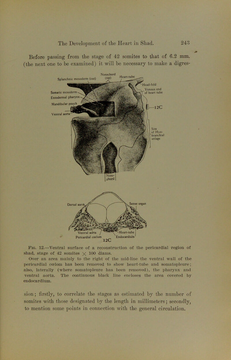 Before passing from the stage of 42 somites to that of 6.2 mm. (the next one to be examined) it will he necessary to make a digres- Notochord LJ Anr*-f IiKa Splanchnic mesoderm (cut) 12C Site of Hyo- branchial aniage Somatic mesoderm Entodermal pharynx Mandibular Ventral aorta Head-fold Venous end of heart tube Fig. 12.—Ventral surface of a reconstruction of the pericardial region of shad, stage of 42 somites x 1^0 diams. Over an area mainly to the right of the mid-line the ventral wall of the pericardial coelom has been removed to show heart-tube and somatopleure; also, laterally (where somatopleure has been removed), the pharynx and ventral aorta. The continuous black line encloses the area covered by endocardium. sion; firstly, to correlate the stages as estimated by the number of somites with those designated by the length in millimeters; secondly, to mention some points in connection with the general circulation.