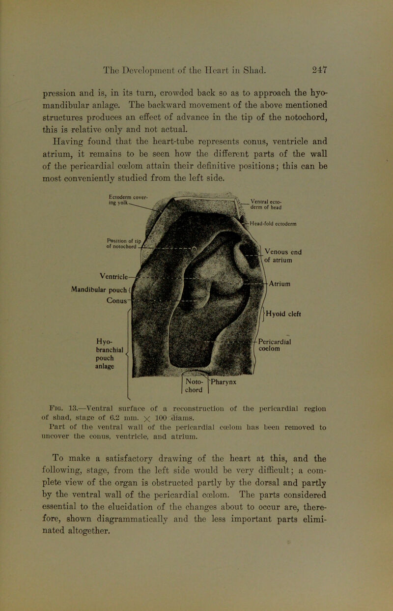 pression and is, in its turn, crowded back so as to approach the hyo- mandibular anlage. The backward movement of the above mentioned structures produces an effect of advance in the tip of the notochord, this is relative only and not actual. Having found that the heart-tube represents conus, ventricle and atrium, it remains to be seen how the different parts of the wall of the pericardial coelom attain their definitive positions; this can be most conveniently studied from the left side. Head-fold ectoderm Hyo- branchial pouch anlage Pericardial coelom Pharynx Position of tip of notochord Mandibular pouch { Ectoderm cover- ing yolli Ventral ecto- derm of head Venous end of atrium Atrium Hyoid cleft N Fig. 13.—Ventral surface of a reconstruction of tbe pericardial region of sliad, stage of 6.2 nun. x 10^ diains. I’art of the ventral wall of the pericardial coeloiu has been removed to uncover the conus, ventricle, and atrium. To make a satisfactory drawing of the heart at this, and the following, stage, from the left side would be very difficult; a com- plete view of the organ is obstructed partly by the dorsal and partly by the ventral wall of the pericardial coelom. The parts considered essential to the elucidation of the changes about to occur are, there- fore, shown diagrammatically and the less important parts elimi- nated altogether.