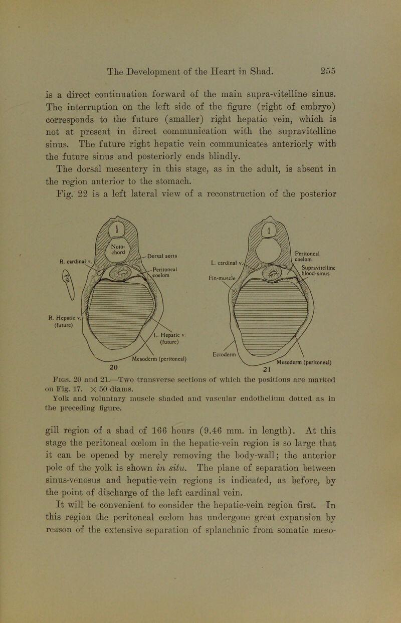is a direct continuation forward of the main supra-vitelline sinus. The interruption on the left side of the figure (right of embryo) corresponds to the future (smaller) right hepatic vein, which is not at present in direct communication with the supravitelline sinus. The future right hepatic vein communicates anteriorly with the future sinus and posteriorly ends blindly. The dorsal mesentery in this stage, as in the adult, is absent in the region anterior to the stomach. Fig. 22 is a left lateral view of a reconstruction of the posterior Figs. 20 and 21.—Two transverse sections of wliicli the positions are marked on Fig. 17. X 50 diains. Yolk and voluntary muscle shaded and vascular endothelium dotted as in the preceding figure. gill region of a shad of 166 hours (9.46 mm. in length). At this stage the peritoneal coelom in the hepatic-vein region is so large that it can be ojiened by merely removing the body-wall; the anterior pole of the yolk is shown in situ. The plane of separation between sinus-venosus and hepatic-vein regions is indicated, as before, by the point of discharge of the left cardinal vein. It will be convenient to consider the hepatic-vein region first. In this region the peritoneal coelom has undergone great expansion by reason of the extensive separation of splanchnic from somatic meso-