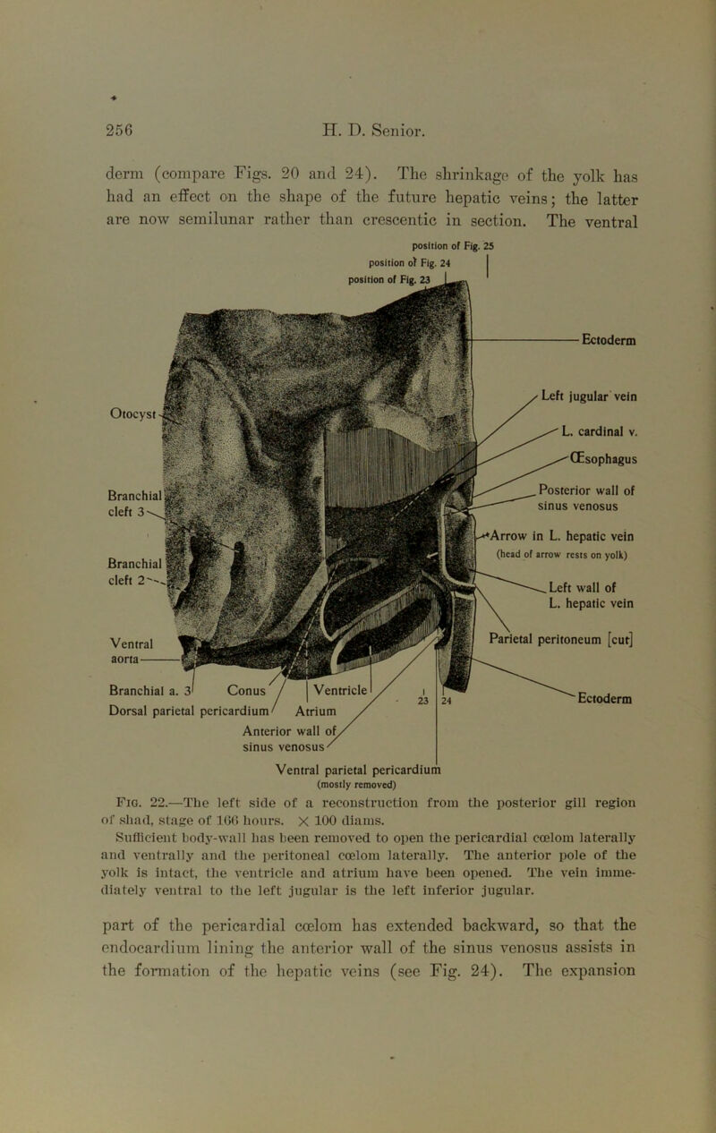 derm (compare Figs. 20 and 24). The shrinkage of the yolk has had an effect on the shape of the future hepatic veins; the latter are now semilunar rather than crescentic in section. The ventral position of Fig. 25 position 0^ Fig. 24 Ventricle position of Fig. 23 Otocyst Branchial cleft 3 Branchial cleft 2''. Ventral aorta Branchial a. 3^ Conus Dorsal parietal pericardium/ Atrium Anterior wall of sinus venosus Ectoderm Left jugular vein L. cardinal v. CEsophagus Posterior wall of sinus venosus ij^Arrow in L. hepatic vein (head of arrow rests on yolk) Left wall of L. hepatic vein Parietal peritoneum [cut] Ectoderm Ventral parietal pericardium (mostly removed) Fig. 22.—The left side of a reconstructiou from the posterior gill region of shad, stage of KJG hours. X 100 diams. Suflicient body-wall lias been removed to open the pericardial coelom laterally and venti’ally and the peritoneal coelom laterally. The anterior pole of the yolk is intact, the ventricle and atrium have been opened. The vein imme- diately ventral to the left jugular is the left inferior jugular. part of the pericardial ccelom has extended backward, so that the endocardium linins; the anterior wall of the sinus venosus assists in the formation of the hepatic veins (see Fig. 24). The expansion