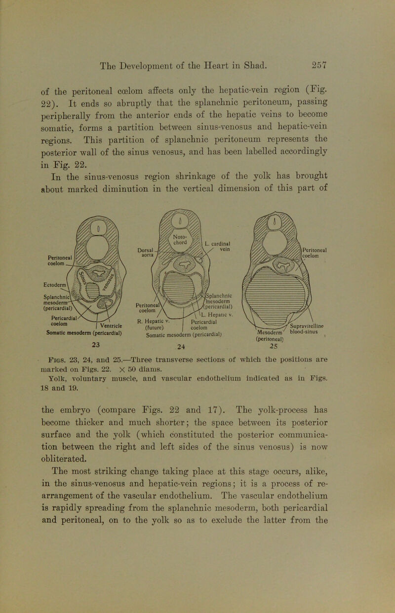 of the peritoneal coelom affects only the hepatic-vein region (Fig. 22). It ends so abruptly that the splanchnic peritoneum, passing peripherally from the anterior ends of the hepatic veins to become somatic, forms a partition between sinus-venosus and hepatic-vein regions. This partition of splanchnic peritoneum represents the posterior wall of the sinus venosus, and has been labelled accordingly in Fig. 22. In the sinus-venosus region shrinkage of tlie yolk has brought about marked diminution in the vertical dimension of this part of Peritoneal coelom Ectoderm (pericardial) Pericardial coelom Ventricle Somatic mesoderm (pericardial) Peritoneal’ coelom j Dorsal aorta R. Hepatic v (future) L. cardinal / vein Splanchnic mesoderm '(pericardial) \ 'L. Hepatic v. Pericardial coelom Somatic mesoderm (pericardial) 23 24 Supravitelline blood-sinus (peritoneal) 25 Peritoneal Pigs. 23, 24, and 25.—Three transverse sections of which the positions are marked on Figs. 22. X 50 diams. Yolk, voluntary muscle, and vascular endothelium indicated as in Figs. 18 and 19. the embryo (compare Figs. 22 and 17). The yolk-process has become thicker and much shorter; the space between its posterior surface and the yolk (which constituted the posterior communica- tion between the right and left sides of the sinus venosus) is now obliterated. The most striking change taking place at this stage occurs, alike, in the sinus-venosus and hepatic-vein regions; it is a process of re- arrangement of the vascular endothelium. The vascular endothelium is rapidly spreading from the splanchnic mesoderm, both pericardial and peritoneal, on to the yolk so as to exclude the latter from the