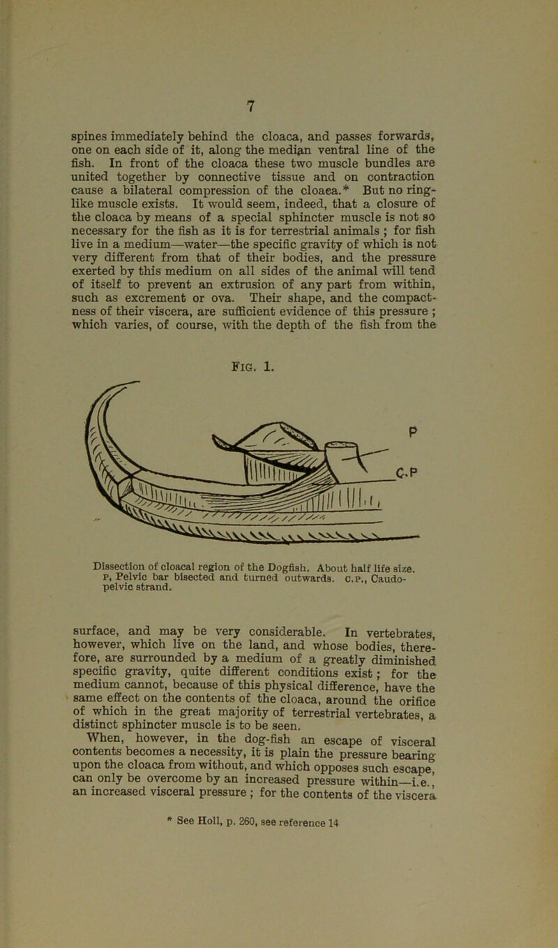 spines immediately behind the cloaca, and passes forwards, one on each side of it, along the median ventral line of the fish. In front of the cloaca these two muscle bundles are united together by connective tissue and on contraction cause a bilateral compression of the cloaca.* But no ring- like muscle exists. It would seem, indeed, that a closure of the cloaca by means of a special sphincter muscle is not so necessary for the fish as it is for terrestrial animals ; for fish live in a medium—water—the specific gravity of which is not very different from that of their bodies, and the pressure exerted by this medium on all sides of the animal will tend of itself to prevent an extrusion of any part from within, such as excrement or ova. Their shape, and the compact- ness of their viscera, are sufficient evidence of this pressure ; which varies, of course, with the depth of the fish from the Dissection of cloacal region of the Dogfish. About haif iife size, p. Pelvic bar bisected and turned outwards, c.p., Caudo- pelvic strand. surface, and may be very considerable. In vertebrates, however, which live on the land, and whose bodies, there- fore, are surrounded by a medium of a greatly diminished specific gravity, quite different conditions exist; for the medium cannot, because of this physical difference, have the same effect on the contents of the cloaca, around the orifice of which in the great majority of terrestrial vertebrates, a distinct sphincter muscle is to be seen. When, however, in the dog-fish an escape of visceral contents becomes a necessity, it is plain the pressure bearing upon the cloaca from without, and which opposes such escape, can only be overcome by an increased pressure within—i.e.[ an increased visceral pressure ; for the contents of the viscera Fig. 1. * See Roll, p. 260, see reference 14