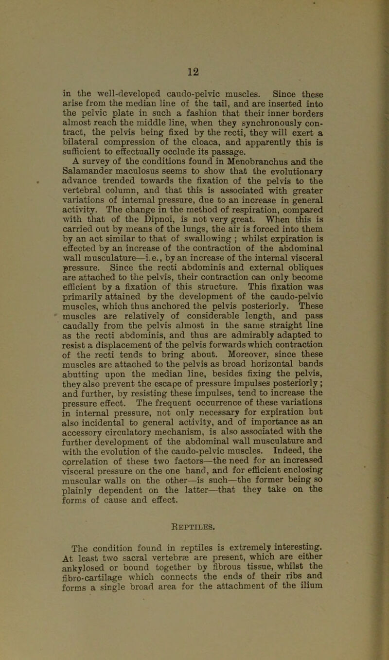 in the well-developed caudo-pelvic muscles. Since these arise from the median line of the tail, and are inserted into the pelvic plate in such a fashion that their inner borders almost reach the middle line, when they synchronously con- tract, the pelvis being fixed by the recti, they will exert a bilateral compression of the cloaca, and apparently this is sufficient to effectually occlude its passage. A survey of the conditions found in Menobranchus and the Salamander maculosus seems to show that the evolutionary advance trended towards the fixation of the pelvis to the vertebral column, and that this is associated with greater variations of internal pressure, due to an increase in general activity. The change in the method of respiration, compared with that of the Dipnoi, is not very great. When this is carried out by means of the lungs, the air is forced into them by an act similar to that of swallowing ; whilst expiration is effected by an increase of the contraction of the abdominal wall musculature—i.e., by an increase of the internal visceral pressure. Since the recti abdominis and external obliques are attached to the pelvis, their contraction can only become efficient by a fixation of this structure. This filiation was primarily attained by the development of the caudo-pelvic muscles, which thus anchored the pelvis posteriorly. These ' muscles are relatively of considerable length, and pass caudally from the pelvis almost in the same straight line as the recti abdominis, and thus are admirably adapted to resist a displacement of the pelvis forwards which contraction of the recti tends to bring about. Moreover, since these muscles are attached to the pelvis as broad horizontal bands abutting upon the median line, besides fixing the pelvis, they also prevent the escape of pressure impulses posteriorly; and further, by resisting these impulses, tend to increase the pressure effect. The frequent occurrence of these variations in internal pressure, not only necessary for expiration but also incidental to general activity, and of importance as an accessory circulatory mechanism, is also associated with the further development of the abdominal wall musculature and with the evolution of the caudo-pelvic muscles. Indeed, the correlation of these two factors—the need for an increased visceral pressure on the one hand, and for efficient enclosing muscular walls on the other—is such—the former being so plainly dependent on the latter—that they take on the forms of cause and effect. Reptiles. The condition found in reptiles is extremely interesting. At least two sacral vertebras are present, which are either ankylosed or bound together by fibrous tissue, whilst the fibro-cartilage which connects the ends of their ribs and forms a single broad area for the attachment of the ilium