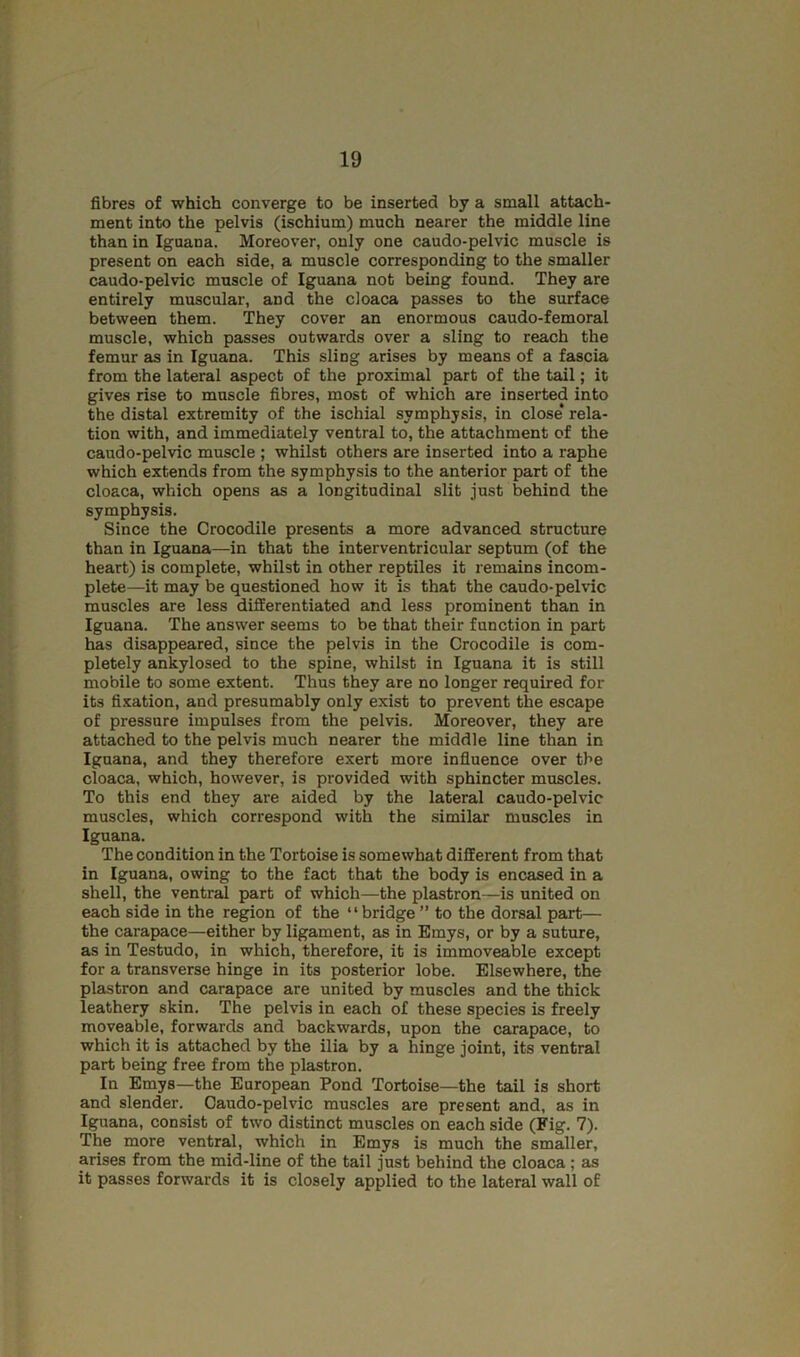 fibres of which converge to be inserted by a small attach- ment into the pelvis (ischium) much nearer the middle line than in Iguana. Moreover, only one caudo-pelvic muscle is present on each side, a muscle corresponding to the smaller caudo-pelvic muscle of Iguana not being found. They are entirely muscular, and the cloaca passes to the surface between them. They cover an enormous caudo-femoral muscle, which passes outwards over a sling to reach the femur as in Iguana. This sling arises by means of a fascia from the lateral aspect of the proximal part of the tail; it gives rise to muscle fibres, most of which are inserted into the distal extremity of the ischial symphysis, in close* rela- tion with, and immediately ventral to, the attachment of the caudo-pelvic muscle ; whilst others are inserted into a raphe which extends from the symphysis to the anterior part of the cloaca, which opens as a longitudinal slit just behind the symphysis. Since the Crocodile presents a more advanced structure than in Iguana—in that the interventricular septum (of the heart) is complete, whilst in other reptiles it remains incom- plete—it may be questioned how it is that the caudo-pelvic muscles are less differentiated and less prominent than in Iguana. The answer seems to be that their function in part has disappeared, since the pelvis in the Crocodile is com- pletely ankylosed to the spine, whilst in Iguana it is still mobile to some extent. Thus they are no longer required for its fixation, and presumably only exist to prevent the escape of pressure impulses from the pelvis. Moreover, they are attached to the pelvis much nearer the middle line than in Iguana, and they therefore exert more influence over the cloaca, which, however, is provided with sphincter muscles. To this end they are aided by the lateral caudo-pelvic muscles, which correspond with the similar muscles in Iguana. The condition in the Tortoise is somewhat different from that in Iguana, owing to the fact that the body is encased in a shell, the ventr^ part of which—the plastron—is united on each side in the region of the “ bridge ” to the dorsal part— the carapace—either by ligament, as in Emys, or by a suture, as in Testudo, in which, therefore, it is immoveable except for a transverse hinge in its posterior lobe. Elsewhere, the plastron and carapace are united by muscles and the thick leathery skin. The pelvis in each of these species is freely moveable, forwards and backwards, upon the carapace, to which it is attached by the ilia by a hinge joint, its ventral part being free from the plastron. In Emys—the European Pond Tortoise—the tail is short and slender. Caudo-pelvic muscles are present and, as in Iguana, consist of two distinct muscles on each side (Fig. 7). The more ventral, which in Emys is much the smaller, arises from the mid-line of the tail just behind the cloaca ; as it passes forwards it is closely applied to the lateral wall of