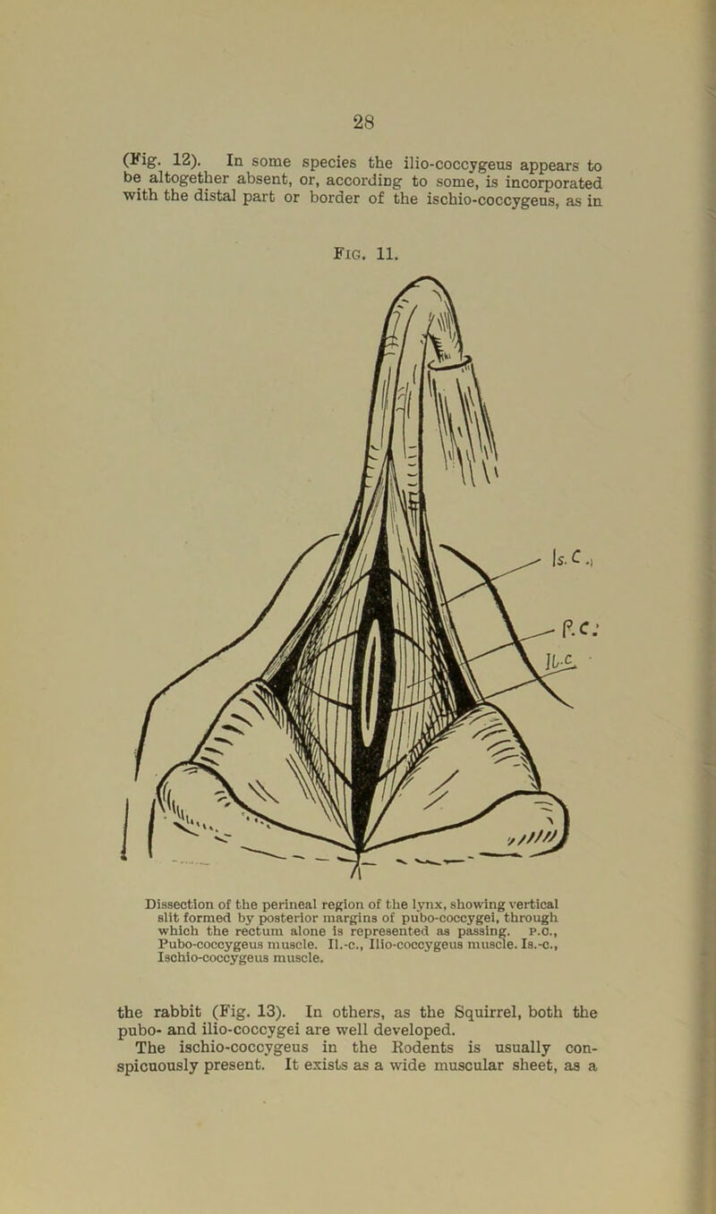 (Fig. 12). In some species the ilio-coccygeus appears to be altogether absent, or, according to some, is incorporated with the distal part or border of the ischio-coccygens, as in Fig. 11. Dissection of the perineal region of the lynx, showing vertical slit formed by posterior margins of pubo-coccygei, through which the rectum alone is represented as passing, p.o., Pubo-coccygeus muscle. II.-c., Ilio-coccygeus muscle. Is.-c., Ischlo-coccygeus muscle. the rabbit (Fig. 13). In others, as the Squirrel, both the pubo- and ilio-coccygei are well developed. The ischio-coccygeus in the Rodents is usually con- spicuously present. It exists as a wide muscular sheet, as a