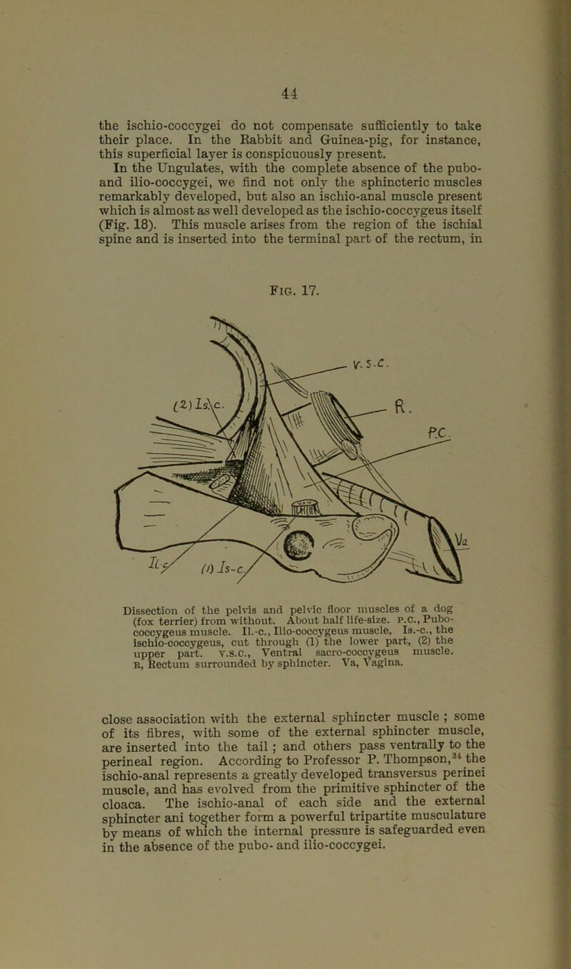 the ischio-coccygei do not compensate sufficiently to take their place. In the Rabbit and Guinea-pig, for instance, this superficial layer is conspicuously present. In the Ungulates, with the complete absence of the pubo- and ilio-coccygei, we find not only the sphincteric muscles remarkably developed, but also an ischio-anal muscle present which is almost as well developed as the ischio-coccygeus itself (Fig. 18). This muscle arises from the region of the ischial spine and is inserted into the terminal part of the rectum, in Fig. 17. Dissection of the pelvis and pelvic floor muscles of a dog (fox terrier) from without. About half life-size. p.c.,Pubo- coccygeus muscle. Il.-c., Ilio-coccygeus muscle. Is.-c., the ischio-coccygeus, cut through (1) the lower part, (2) the upper part, v.s.c.. Ventral sacro-coccygeus muscle. K, Rectum surrounded by sphincter. Va, Vagina. close association with the external sphincter muscle ; some of its fibres, with some of the external sphincter muscle, are inserted into the tail; and others pass ventrally to the perineal region. According to Professor P. Thompson,®* the ischio-anal represents a greatly developed transversus perinei muscle, and has evolved from the primitive sphincter of the cloaca. The ischio-anal of each side and the external sphincter ani together form a powerful tripartite musculature by means of which the internal pressure is safeguarded even in the absence of the pubo- and ilio-coccygei.