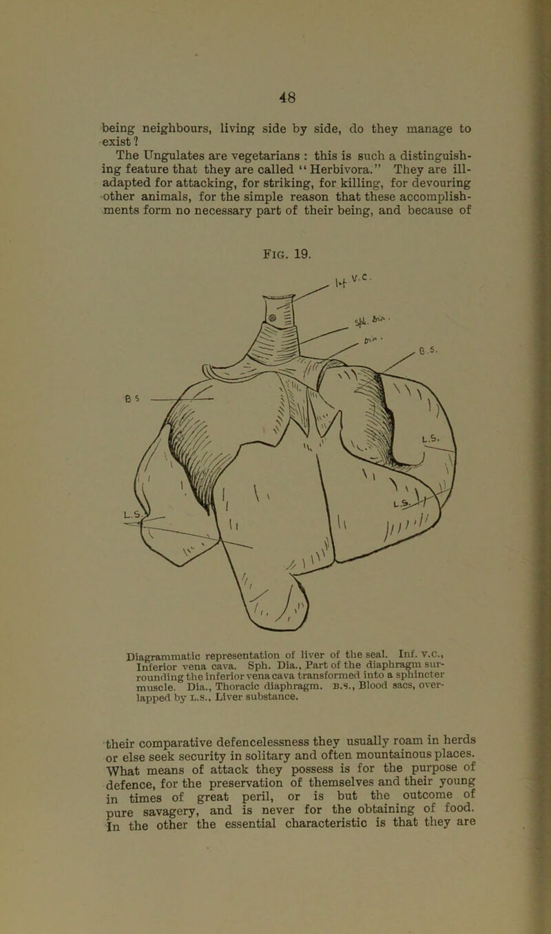 being neighbours, living side by side, do they manage to exist? The Ungulates are vegetarians : this is such a distinguish- ing feature that they are called “Herbivora.” They are ill- adapted for attacking, for striking, for killing, for devouring other animals, for the simple reason that these accomplish- ments form no necessary part of their being, and because of Fig. 19. , , v.c. Diagratninatic representation of liver of the seal. Inf. v.c.. Inferior vena cava. Sph. Dia., Part of the diaphra^ sui-- rounding the inferior vena cava transformed into a spnincter muscle. Dia., Thoracic diaphragm. B.S., Blood sacs, over- lapped by L.S., Liver substance. their comparative defencelessness they usually roam in herds or else seek security in solitary and often mountainous places. What means of attack they possess is for the purpose of defence, for the preservation of themselves and their young in times of great peril, or is but the outcome of pure savagery, and is never for the obtaining of food. In the other the essential characteristic is that they are