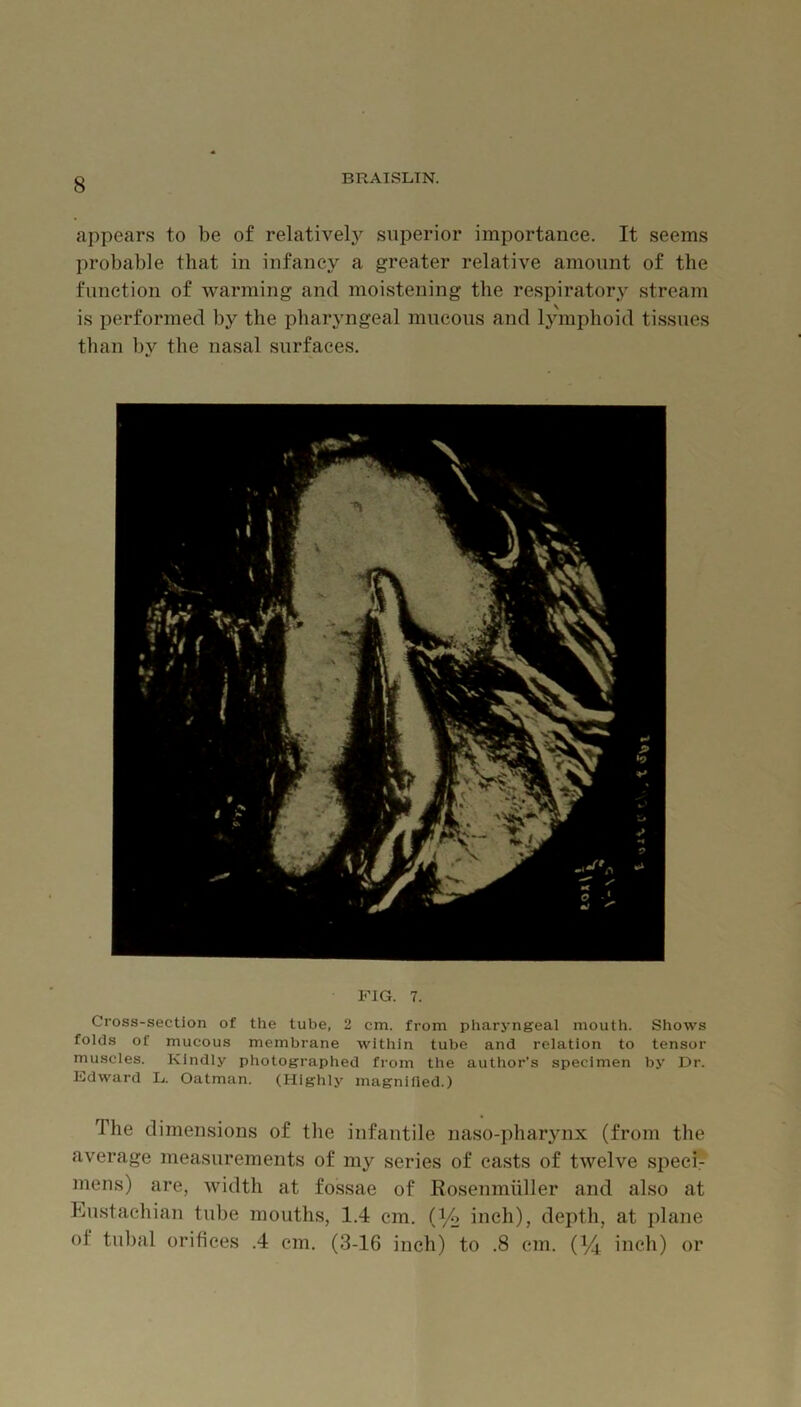 appears to be of relatively superior importance. It seems probable that in infancy a greater relative amount of the function of warming and moistening the respiratory stream is performed by the pharyngeal mucous and l3unphoid tissues than by the nasal surfaces. FIG. 7. Cross-section of the tube, 2 cm. from pharyngeal mouth. Shows folds of mucous membrane within tube and relation to tensor muscles. Kindly photographed from the author’s specimen by Dr. Fdward L. Oatman. (Highly magnified.) The dimensions of the infantile naso-pharynx (from the average measurements of my series of casts of twelve .speci- mens) are, width at fossae of Rosenmuller and also at Eustachian tube mouths, 1.4 cm. (i/() inch), depth, at plane of tubal orifices .4 cm. (3-16 inch) to .8 cm. (I/4 inch) or