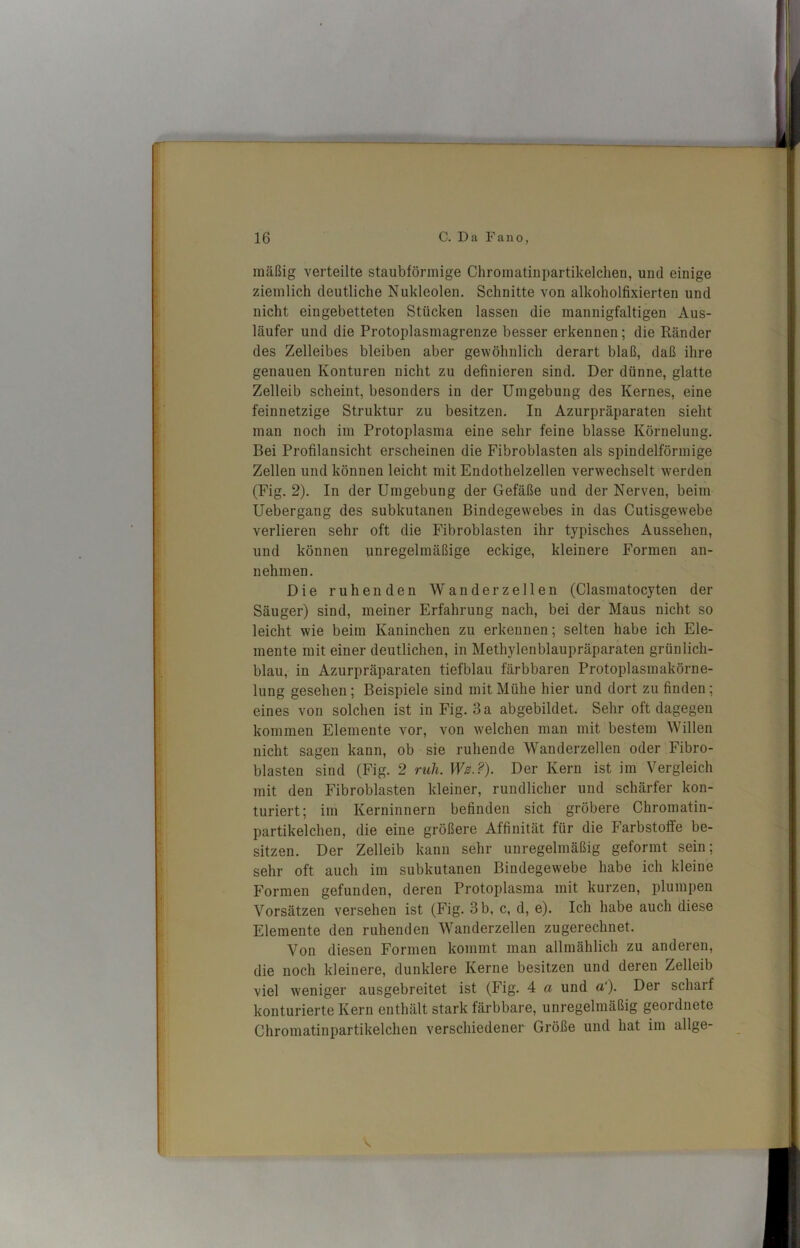 mäßig verteilte staubförmige Chromatinpartikelchen, und einige ziemlich deutliche Nukleolen. Schnitte von alkoholfixierten und nicht eingebetteten Stücken lassen die mannigfaltigen Aus- läufer und die Protoplasmagrenze besser erkennen; die Ränder des Zelleibes bleiben aber gewöhnlich derart blaß, daß ihre genauen Konturen nicht zu definieren sind. Der dünne, glatte Zelleib scheint, besonders in der Umgebung des Kernes, eine feinnetzige Struktur zu besitzen. In Azurpräparaten sieht man noch im Protoplasma eine sehr feine blasse Körnelung. Bei Profilansicht erscheinen die Fibroblasten als spindelförmige Zellen und können leicht mit Endothelzellen verwechselt werden (Fig. 2). In der Umgebung der Gefäße und der Nerven, beim Uebergang des subkutanen Bindegewebes in das Cutisgewebe verlieren sehr oft die Fibroblasten ihr typisches Aussehen, und können unregelmäßige eckige, kleinere Formen an- nehmen. Die ruhenden Wänderzellen (Clasmatocyten der Säuger) sind, meiner Erfahrung nach, bei der Maus nicht so leicht wie beim Kaninchen zu erkennen; selten habe ich Ele- mente mit einer deutlichen, in Methylenblaupräparaten grünlich- blau, in Azurpräparaten tiefblau färbbaren Protoplasmakörne- lung gesehen; Beispiele sind mit Mühe hier und dort zu finden ; eines von solchen ist in Fig. 3 a abgebildet. Sehr oft dagegen kommen Elemente vor, von welchen man mit bestem Willen nicht sagen kann, ob sie ruhende Wanderzellen oder Fibro- blasten sind (Fig. 2 ruh. Wz.?). Der Kern ist im Vergleich mit den Fibroblasten kleiner, rundlicher und schärfer kon- turiert; im Kerninnern befinden sich gröbere Chromatin- partikelchen, die eine größere Affinität für die Farbstoffe be- sitzen. Der Zelleib kann sehr unregelmäßig geformt sein; sehr oft auch im subkutanen Bindegewebe habe ich kleine Formen gefunden, deren Protoplasma mit kurzen, plumpen Vorsätzen versehen ist (Fig. 3 b, c, d, e). Ich habe auch diese Elemente den ruhenden Wanderzellen zugerechnet. Von diesen Formen kommt man allmählich zu anderen, die noch kleinere, dunklere Kerne besitzen und deren Zelleib viel weniger ausgebreitet ist (Fig. 4 a und a‘). Der scharf konturierte Kern enthält stark färbbare, unregelmäßig geordnete Chromatinpartikelchen verschiedener Größe und hat im allge-