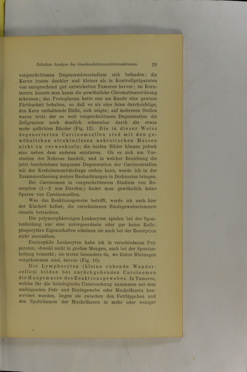 vorgeschrittenen Degenerationsstadium sich befanden; die Kerne traten dunkler und kleiner als in Kontrollpräparaten von entsprechend gut entwickelten Tumoren hervor; im Kern- innern konnte man kaum die gewöhnliche Chromatinanordnung erkennen; das Protoplasma hatte nur am Rande eine gewisse F<ärbbarkeit behalten, so daß es als eine feine durchsichtige, den Kern enthaltende Hülle, sich zeigte; auf mehreren Stellen waren trotz der so weit vorgeschrittenen Degeneration die Zellgrenzen noch deutlich erkennbar durch die etwas mehr gefärbten Ränder (Fig. 12). Die in dieser Weise degenerierten Carcinomzellen sind mit den ge- wöhnlichen strukturlosen nekrotischen Massen nicht zu verwechseln; die beiden Bilder können jedoch eins neben dem anderen existieren. Ob es sich um Vor- stadien der Nekrose handelt, und in welcher Beziehung die jetzt beschriebene langsame Degeneration der Carcinomzellen mit der Krebsimmunitätsfrage stehen kann, werde ich in der Zusammenfassung meiner Beobachtungen in Diskussion bringen. Bei Carcinomen in vorgeschrittenem Stadium von Re- sorption (1—2 mm Durchm.) findet man gewöhnlich keine Spuren von Carcinomzellen. Was das Reaktionsgewebe betrifft, werde ich auch hier der Klarheit halber, die verschiedenen Bindegewebselemente einzeln betrachten. Die polymorphkernigen Leukocyten spielen bei der Spon- tanheilung nur eine untergeordnete oder gar keine Rolle; phagocytäre Eigenschaften scheinen sie auch bei der Resorption nicht auszuüben. Eosinophile Leukocyten habe ich in verschiedenen Prä- paraten, obwohl nicht in großen Mengen, auch bei der Spontan- heilung bemerkt; sie treten besonders da, wo kleine Blutungen vorgekommen sind, hervor (Fig. 10). Die Lymphocyten (kleine ruhende Wänder- zellen) bilden bei zurückgehenden Carcinomen dieHauptmasse desReaktionsgewebes. In Tumoren, welche für die histologische Untersuchung zusammen mit dem umliegenden Fett- und Bindegewebe oder Muskelfasern kon- serviert wurden, liegen sie zwischen den Fettläppchen und den Spalträumen der Muskelfasern in mehr oder weniger
