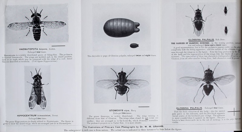 HAEMATOPOTA torquens, Austen. Enlarged four times. Haematopota is a widely distributed genus of biting flies. The proboscis is directed downwards. The wings are mottled, and, in the closed position, meet at an angle which may be compared with the ridge of a roof; hence they are described as tectiform. (Vide figure Hippocentrum.) HIPPOCENTRUM trimaculatum, Newst. Enlarged five times. The genus Hippocentrum is closely related to Haematopota. The figure is given to show the closed wings, which are arranged just as in Haematopota. The chrysalis or pupa of Glossina palpalis, enlarged twice and eight times. STOMOXYS nigra, Macq. Enlarged five times. The genus Stomoxys is widely distributed. The wing veining is different from that of Glossina. The wings when closed do not cover one another; they are arranged as in the house-fly, which Stomoxys resembles. The proboscis projects as in Tsetse flies; it is more slender. ; Illustrations of Flies are from Photographs by Dr. W. M. GRAHAM. THE CARRIER OF SLEEPING SICKNESS; in the resting position; natural size and enlarged three and a third times. A good representation, but in life the proboscis appears solid, i.e., the palpi completely hide the biting apparatus; and the outline of the abdomen is not seen through the wings as in the figure. Note the long proboscis in the line of the body and the superposition of the wings (like the blades of a pair of scissors). The association of these two characters distinguishes all species of Glossina f rom all other similar biting flies ; both characters must be present. GLOSSINA PALPALIS. Enlarged four times. I Note the dark coloration of the body; also the central - — - - -3 pale patch on the abdomen, and the five black segments (tarsal joints) of the hindmost pair of legs. The abdomen I is more rounded than it appears in the figure. The pro- , boscis is bent downwards as in the act of sucking; it is the pa pi a visible. J The enlargement in each case is from nature. The actual size is indicated in three instances by lines below the figure.