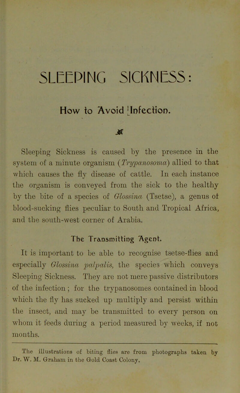 How to Avoid ‘Infection. M Sleeping Sickness is caused by the presence in the system of a minute organism (Trypanosoma) allied to that which causes the fly disease of cattle. In each instance the organism is conveyed from the sick to the healthy by the bite of a species of Glossina (Tsetse), a genus of blood-sucking flies peculiar to South and Tropical Africa, and the south-west corner of Arabia. The Transmitting 'Agent. It is important to be able to recognise tsetse-flies and especially Glossina jpalpalis, the species which conveys Sleeping Sickness. They are not mere passive distributors of the infection ; for the trypanosomes contained in blood which the fly has sucked up multiply and persist within the insect, and may be transmitted to every person on whom it feeds during a period measured by weeks, if not months. The illustrations of biting flies are from photographs taken by Dr. W. M. Graham in the Gold Coast Colony.