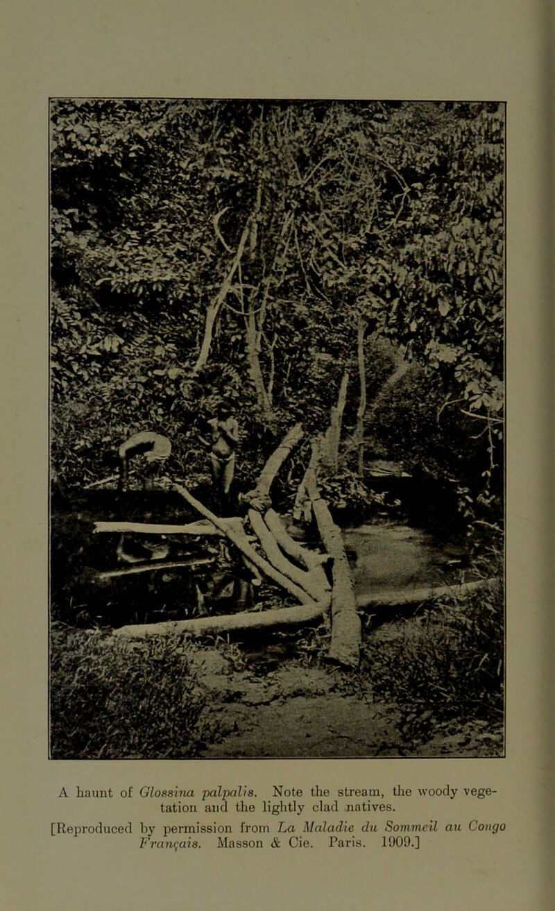 A haunt of Olossina palpalis. Note the stream, the woody vege- tation and the lightly clad natives. [Reproduced by permission from La Maladie du Sommeil au Congo Franqais. Masson & Cie. Paris. 1909.]