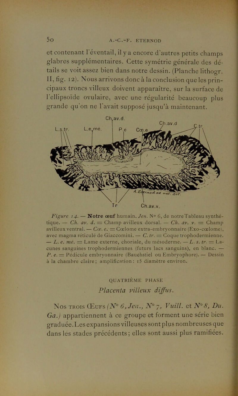 et contenant l'éventail, il y a encore d'autres petits champs glabres supplémentaires. Cette symétrie générale des dé- tails se voit assez bien dans notre dessin. (Planche lithogr. H,fig. 12). Nous arrivons donc à la conclusion que les prin- cipaux troncs villeux doivent apparaître, sur la surface de l’ellipsoïde ovulaire, avec une régularité beaucoup plus grande qu'on ne l’avait supposé jusqu’à maintenant. Figure 14. — Notre œuf humain. Jen. N° 6, de notreTableau synthé- tique. — Ch. av. d. = Champ avilleux dorsal. — Ch. av. v. — Champ avilleux ventral. — Cœ. e. = Cœlome extra-embryonnaire (Exo-cœlome), avec magma réticulé de Giaccomini. — C. tr. = Coque trophodermienne. — L. e. mé. = Lame externe, choriale, du mésoderme. —L. s. tr. = La- cunes sanguines trophodermiennes (futurs lacs sanguins), en blanc. — P. e. =. Pédicule embryonnaire (Bauchstiel ou Embryophore). — Dessin à la chambre claire; amplification: i5 diamètre environ. QUATRIÈME PHASE Placenta villeux diffus. Nos trois Œufs (N° 6, Jen., N° 7, Vuill. et N°<$, Du. Ga.) appartiennent à ce groupe et forment une série bien graduée. Les expansions villeuses sont plus nombreuses que dans les stades précédents; elles sont aussi plus ramifiées.