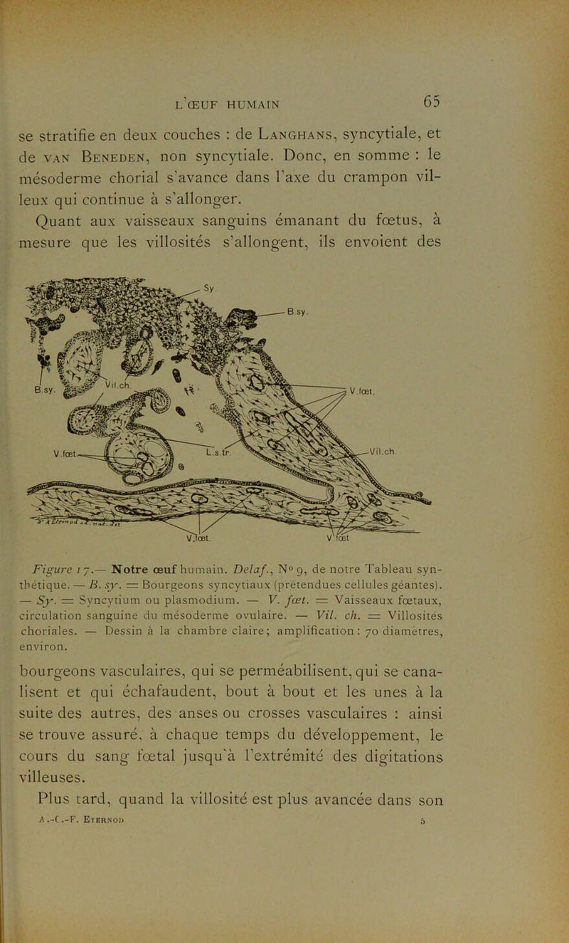 se stratifie en deux couches : de Langhans, syncytiale, et de van Beneden, non syncytiale. Donc, en somme : le mésoderme chorial s'avance dans l'axe du crampon vil- leux qui continue à s’allonger. Quant aux vaisseaux sanguins émanant du fœtus, à mesure que les villosités s’allongent, ils envoient des Figure iy.— Notre œuf humain. Delaf., N° 9, de notre Tableau syn- thétique. — B. sy. = Bourgeons syncytiaux (prétendues cellules géantes). — Sy. = Syncytium ou plasmodium. — V. fœt. = Vaisseaux foetaux, circulation sanguine du mésoderme ovulaire. — Vil. ch. — Villosités choriales. — Dessina la chambre claire ; amplification : 70 diamètres, environ. bourgeons vasculaires, qui se perméabilisent, qui se cana- lisent et qui échafaudent, bout à bout et les unes à la suite des autres, des anses ou crosses vasculaires : ainsi se trouve assuré, à chaque temps du développement, le cours du sang fœtal jusqu'à l’extrémité des digitations villeuses. Plus tard, quand la villosité est plus avancée dans son A .-C .-F. Eterno» 5