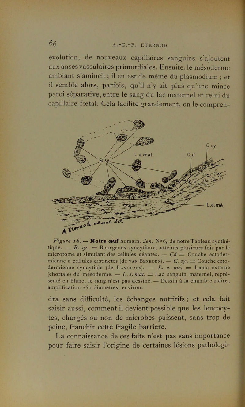 évolution, de nouveaux capillaires sanguins s'ajoutent aux anses vasculaires primordiales. Ensuite, le mésoderme ambiant s'amincit ; il en est de même du plasmodium ; et il semble alors, parfois, qu'il n'y ait plus qu'une mince paroi séparative, entre le sang du lac maternel et celui du capillaire fœtal. Cela facilite grandement, on le compren- tique. — B. sy. = Bourgeons syncytiaux, atteints plusieurs fois par le microtome et simulant des cellules géantes. — Cd = Couche ectoder- mienne à cellules distinctes (de van Beneden). — C. sy. — Couche ecto- dermienne syncytiale (de Langhans). — L. e. rné. = Lame externe (choriale) du mésoderme. — L. s. mat. = Lac sanguin maternel, repré- senté en blanc, le sang n’est pas dessiné. — Dessin à la chambre claire; amplification 25o diamètres, environ. dra sans difficulté, les échanges nutritifs ; et cela fait saisir aussi, comment il devient possible que les leucocy- tes, chargés ou non de microbes puissent, sans trop de peine, franchir cette fragile barrière. La connaissance de ces faits n'est pas sans importance pour faire saisir l’origine de certaines lésions pathologi-