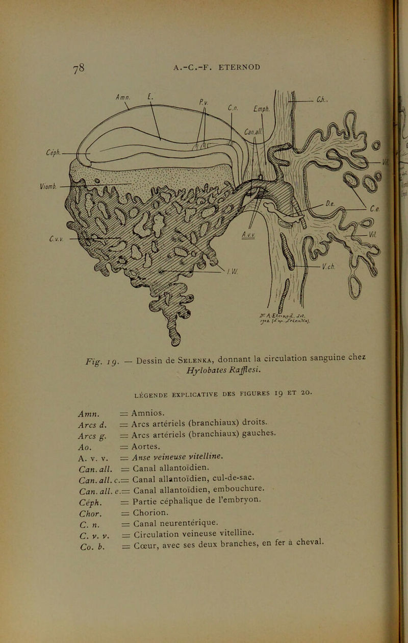 ?8 Viomb. J)-A. Etc»t\o cL. Jri. IJ9X. (<* «y» • rf't’CenKny Fig. 19. — Dessin de Selenka, donnant la circulation sanguine chez Hylobates Rajflesi. LÉGENDE EXPLICATIVE DES FIGURES 19 ET 20. Amn. = Amnios. Arcs d. = Arcs artériels (branchiaux) droits. Arcs g. = Arcs artériels (branchiaux) gauches. Ao. = Aortes. A. v. v. == Anse veineuse vitelline. Can. ail. = Canal allantoïdien. Can.all.c.= Canal allantoïdien, cul-de-sac. Can. all.e— Canal allantoïdien, embouchure. Céph. = Partie céphalique de l’embryon. Chor. = Chorion. C. n. = Canal neurentérique. q v V- — Circulation veineuse vitelline. Co. b. = Cœur, avec ses deux branches, en fer à cheval.