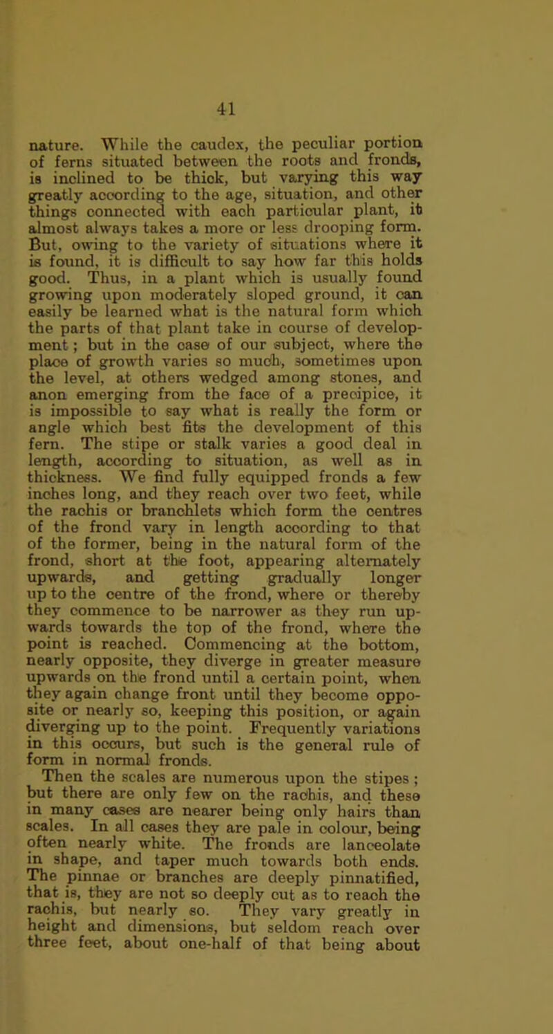 nature. While the caudox, the peculiar portion of ferns situated between the roots and fronds, is inclined to be thick, but varying this way greatly according to the age, situation, and other things connected with each particular plant, it almost always takes a more or less drooping form. But, owing to the variety of situations where it is found, it is difficult to say how far this holds good. Thus, in a plant which is usually found growing upon moderately sloped ground, it can easily be learned what is the natural form which the parts of that plant take in course of develop- ment ; but in the oase of our subject, where the place of growth varies so much, sometimes upon the level, at others wedged among stones, and anon emerging from the face of a precipice, it is impossible to say what is really the form or angle which best fits the development of this fern. The stipe or stalk varies a good deal in length, according to situation, as well as in thickness. We find fully equipped fronds a few inches long, and they reach over two feet, while the rachis or branchlets which form the centres of the frond vary in length according to that of the former, being in the natural form of the frond, short at the foot, appearing alternately upwards, and getting gradually longer up to the centre of the frond, where or thereby they commence to be narrower as they run up- wards towards the top of the frond, where the point is reached. Commencing at the bottom, nearly opposite, they diverge in greater measure upwards on the frond until a certain point, when they again change front until they become oppo- site or nearly so, keeping this position, or again diverging up to the point. Frequently variations in this oocurs, but such is the general rule of form in normal fronds. Then the scales are numerous upon the stipes ; but there are only few on the rachis, and these in many cases are nearer being only hairs than scales. In all cases they are pale in colour, being often nearly white. The fronds are lanceolate in shape, and taper much towards both ends. The pinnae or branches are deeply pinnatified, that is, they are not so deeply cut as to reach the rachis, but nearly so. They vary greatly in height and dimensions, but seldom reach over three feet, about one-half of that being about