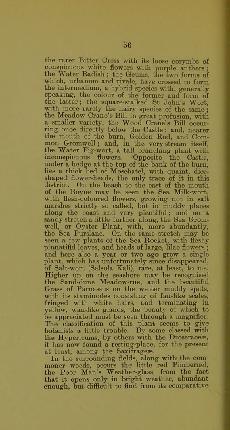 the rarer Bitter Cress with its loose corymbs of conspicuous white flowers with purple anthers ; the Water Radish ; the Geums, the two forms of which, urbanum and rivale, have crossed to form the intermedium, a hybrid species with, generally speaking, the colour of the former and form of the latter ; the square-stalked St John’s Wort, with more rarely the hairy species of the same; the Meadow Crane’s Bill in great profusion, with a smaller variety, the Wood Crane’s Bill occur- ring onoe directly below the Castle; and, nearer the mouth of the bum. Golden Rod, and Com- mon Grom well; and, in the very stream itself, the Water Fig-wort, a tall branching plant with inconspicuous flowers. 'Opposite the Castle, under a hedge at the top of the bank of the brum, lies a thick bed of Mosohatel, with quaint, dice- shaped flower-heads, the only trace of it in this distriot. On the beach to the east of the mouth of the Boyne may be seen the Sea Milk-wort, with flesh-coloured flowers, growing not in salt marshes strictly so called, but in muddy places along the coast and very plentiful; and on a sandy stretch a little further along, the Sea Grom- well, or Oyster Plant, with, more abundantly, the Sea Purslane. On the same stretch may be seen a few plants of the Sea Rocket, with fleshy pinnatifid leaves, and heads of large, lilac flowers ; and here also a year or two ago grew a single plant, which has unfortunately since disappeared, of Salt-wort (Salsola Kali), rare, at least, to me. Higher up on the seashore may be recognised the Sand-dune Meadow-rue, and the beautiful Grass of Parnassus on the wetter muddy spots, with its staminodes consisting of fan-like scales, fringed with white hairs, and terminating in yellow, wan-like glands, the beauty of which to be appreciated must be seen through a magnifier. The classification of this plant seems to give botanists a little trouble. By some classed with the Hypericums, by others with the Droseracese, it has now found a resting-place, for the present at least, among the Saxifrage®. In the surrounding fields, along with the com- moner weeds, occurs the little red Pimpernel, the Poor Man’s Weather-glass, from the fact that it opens only in bright weather, abundant enough, but difficult to find from its comparative