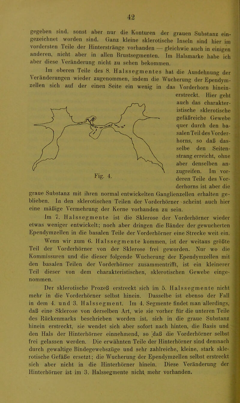 gegeben sind, sonst aber nur die Konturen der grauen Substanz ein- gezeiebnet worden sind. Ganz kleine sklerotische Inseln sind hier ini vordersten Teile der Hinterstränge vorhanden — gleichwie auch in einigen anderen, nicht aber in allen Hrustseginenten. Im Ilalsmarke habe ich aber diese Veränderung nicht zu sehen bekommen. Im oberen Teile des 8. Hals Segmentes hat die Ausdehnung der Veränderungen wieder zugenommen, indem die Wucherung der Ependym- zellen sich auf der einen Seite ein wenig in das Vorderhorn hinein- erstreckt. Hier geht auch das charakter- istische sklerotische gefäßreiche Gewebe quer durch den ba- salen Teil des Vorder- horns, so daß das- selbe den Seiten- strang erreicht, ohne aber denselben an- zugreifen. Im vor- deren Teile des Vor- derhorns ist aber die graue Substanz mit ihren normal entwickelten Ganglienzellen erhalten ge- blieben. In den sklerotischen Teilen der Vorderhörner scheint auch hier eine mäßige Vermehrung der Kerne vorhanden zu sein. Im 7. Hals Segmente ist die Sklerose der Vorderhörner wieder etwas weniger entwickelt; noch aber dringen die Bänder der gewucherten Ependymzellen in die basalen Teile der Vorderhörner eine Strecke weit ein. Wenn wir zum 6. Halssegmente kommen, ist der weitaus größte Teil der Vorderhörner von der Sklerose frei geworden. Nur wo die Kommissuren und die dieser folgende Wucherung der Ependymzellen mit den basalen Teilen der Vorderhörner zusammentrifft, ist ein kleinerer Teil dieser von dem charakteristischen, sklerotischen Gewebe einge- nommen. Der sklerotische Prozeß erstreckt sich im 5. Halssegmente nicht mehr in die Vorderhörner selbst hinein. Dasselbe ist ebenso der Fall in dem 4. und 3. Halssegment. Im 4. Segmente findet man allerdings, daß eine Sklerose von derselben Art, wie sie vorher für die unteren Teile des Rückenmarks beschrieben worden ist, sich in die graue Substanz hinein erstreckt, sie wendet sich aber sofort nach hinten, die Basis und den Hals der Hinterhörner einnehmend, so daß die Vorderhörner selbst frei gelassen werden. Die erwähnten Teile der Hinterhörner sind demnach durch gewaltige Bindegewebszüge und sehr zahlreiche, kleine, stark skle- rotische Gefäße ersetzt; die Wucherung der Ependymzellen selbst erstreckt sich aber nicht in die Hinterhörner hinein. Diese Veränderung der Hinterhörner ist im 3. Halssegmente nicht mehr vorhanden.