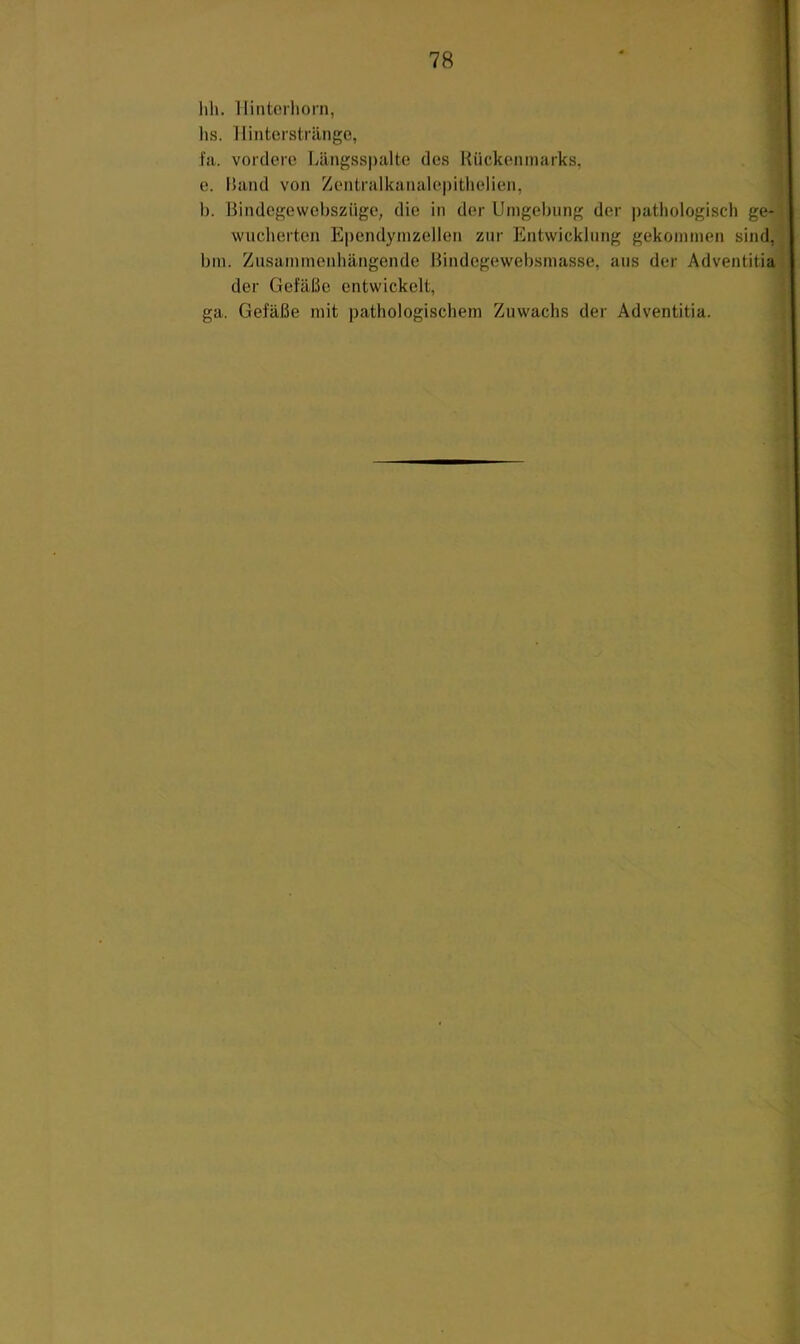 lih. llintorliorn, lis. llinterstrilnge, fa. vordere Längsspalte des Hückenmarks, e. Hand von Zentralkanalepithelien, b. Bindegewebszüge, die in der Umgebung der pathologisch ge- wucherten Ependyinzellen zur Entwicklung gekommen sind, bm. Zusammenhängende Bindegewebsmasse, aus der Adventitia der Gefäße entwickelt, ga. Gefäße mit pathologischem Zuwachs der Adventitia.