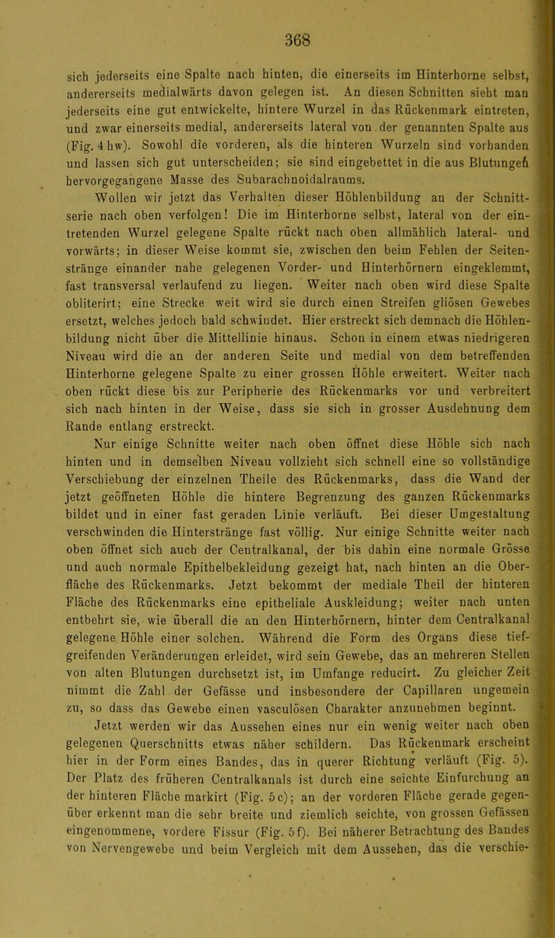 sich jederseits eine Spalte nach hinten, die einerseits im Hinterhorne selbst, 1 andererseits medialwärts davon gelegen ist. An diesen Schnitten sieht man I jederseits eine gut entwickelte, hintere Wurzel in das Rückenmark eintreten, I und zwar einerseits medial, andererseits lateral von der genannten Spalte aus 1 (Fig. 4hw). Sowohl die vorderen, als die hinteren Wurzeln sind vorhanden | und lassen sich gut unterscheiden; sie sind eingebettet in die aus Blutungeü 1 hervorgegangene Masse des Subarachnoidalraums. 1 Wollen wir jetzt das Verhalten dieser Höhlenbildung an der Schnitt- I Serie nach oben verfolgen! Die im Hinterhorne selbst, lateral von der ein- | tretenden Wurzel gelegene Spalte rückt nach oben allmählich lateral- und I vorwärts; in dieser Weise kommt sie, zwischen den beim Fehlen der Seiten- I stränge einander nahe gelegenen Vorder- und Hinterhörnern eingeklemmt, 5 fast transversal verlaufend zu liegen. Weiter nach oben wird diese Spalte 3 obliterirt; eine Strecke weit wird sie durch einen Streifen gliösen Gewebes 1 ersetzt, welches jedoch bald schwindet. Hier erstreckt sich demnach die Höhlen- j bildung nicht über die Mittellinie hinaus. Schon in einem etwas niedrigeren I Niveau wird die an der anderen Seite und medial von dem betreffenden i Hinterhorne gelegene Spalte zu einer grossen Höhle erweitert. Weiter nach i oben rückt diese bis zur Peripherie des Rückenmarks vor und verbreitert 1 sich nach hinten in der Weise, dass sie sich in grosser Ausdehnung dem | Rande entlang erstreckt. | Nur einige Schnitte weiter nach oben öffnet diese Höhle sich nach 1 hinten und in demselben Niveau vollzieht sich schnell eine so vollständige 1 Verschiebung der einzelnen Theile des Rückenmarks, dass die Wand der 1 jetzt geöffneten Höhle die hintere Begrenzung des ganzen Rückenmarks ji bildet und in einer fast geraden Linie verläuft. Bei dieser Umgestaltung ^ verschwinden die Hinterstränge fast völlig. Nur einige Schnitte weiter nach 1 oben öffnet sich auch der Centralkanal, der bis dahin eine normale Grösse | und auch normale Epithelbekleidung gezeigt hat, nach hinten an die Ober- f fläche des Rückenmarks. Jetzt bekommt der mediale Theil der hinteren | Fläche des Rückenmarks eine epitheliale Auskleidung; weiter nach unten I entbehrt sie, wie überall die an den Hinterhörnern, hinter dem Centralkanal i gelegene. Höhle einer solchen. Während die Form des Organs diese tief- I greifenden Veränderungen erleidet, wird sein Gewebe, das an mehreren Stellen I von alten Blutungen durchsetzt ist, im Umfange reducirt. Zu gleicher Zeit j nimmt die Zahl der Gefässe und insbesondere der Capillaren ungemein 1 zu, so dass das Gewebe einen vasculösen Charakter anzunehmen beginnt. I Jetzt werden wir das Aussehen eines nur ein wenig weiter nach oben I gelegenen Querschnitts etwas näher schildern. Das Rückenmark erscheint I hier in der Form eines Bandes, das in querer Richtung verläuft (Fig. 5). 1 Der Platz des früheren Centralkanals ist durch eine seichte Einfurchung an I der hinteren Fläche markirt (Fig. 5 c); an der vorderen Fläche gerade gegen- I über erkennt man die sehr breite und ziemlich seichte, von grossen Gefässen I eingenommene, vordere Fissur (Fig. 5f). Bei näherer Betrachtung des Bandes I von Nervengewebe und beim Vergleich mit dem Aussehen, das die verschie- I