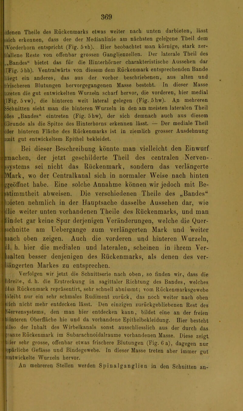 (denen Theile des Rückenmarks etwas weiter nach unten darbieten, lässt säich erkennen, dass der der Medianlinie am nächsten gelegene Theil dem ^Vorderhorn entspricht (Fig. 5vh), Hier beobachtet man körnige, stark zer- f;'allene Reste von offenbar grossen Ganglienzellen. Der laterale Theil des Bandes“ bietet das für die Hinterhörner charakteristische Aussehen dar ifFig. 5hb). Ventralwärts von diesem dem Rückenmark entsprechenden Bande i.iegt ein anderes, das aus der vorher beschriebenen, aus alten und rrrischeren Blutungen hervorgegangenen Masse besteht. In dieser Masse t:;reten die gut entwickelten Wurzeln scharf hervor, die vorderen, hier medial [IFig. 5vw), die hinteren weit lateral gelegen (Fig. 5hw). An mehreren ^Schnitten sieht man die hinteren Wurzeln in den am meisten lateralen Theil dies „Bandes“ eintreten (Fig. 5hw), der sich demnach auch aus diesem CGrunde als die Spitze des Hinterhorus erkennen lässt. — Der mediale Theil dder hinteren Fläche des Rückenmarks ist in ziemlich grosser Ausdehnung scnit gut entwickeltem Epithel bekleidet. Bei dieser Beschreibung könnte man vielleicht den Einwurf nuachen, der jetzt geschilderte Theil des centralen Nerven- jjystems sei nicht das Rückenmark, sondern das verlängerte >Mark, wo der Centralkanal sich in normaler Weise nach hinten g^eöffnet habe. Eine solche Annahme können wir jedoch mit Be- stimmtheit abweisen. Die verschiedenen Theile des „Bandes“ Dieten nehmlich in der Hauptsache dasselbe Aussehen dar, wie lie weiter unten vorhandenen Theile des Rückenmarks, und man [jßindet gar keine Spur derjenigen Veränderungen, welche die Quer- Gchnitte am Uebergange zum verlängerten Mark und weiter Diach oben zeigen. Auch die vorderen und hinteren Wurzeln, [il. h. hier die medialen und lateralen, scheinen in ihrem Ver- iialten besser denjenigen des Rückenmarks, als denen des ver- längerten Markes zu entsprechen. Verfolgen wir jetzt die Schnittserie nach oben, so finden wir, dass die Ereile, d. h. die Erstreckung in sagittaler Richtung des Bandes, welches |:las Rückenmark repräsentirt, sehr schnell abnimmt; vom Rückenmarksgewebe »leibt nur ein sehr schmales Rudiment zurück, das noch weiter nach oben ich nicht mehr entdecken lässt. Den einzigen zurückgebliebenen Rest des Nervensystems, den man hier entdecken kann, bildet eine an der freien interen Oberfläche hie und da vorhandene Epithelbekleidung. Hier besteht ^ tso der Inhalt des Wirbelkanals sonst ausschliesslich aus der durch das ranze Rückenmark im Subarachnoidalraume vorhandenen Masse. Diese zeigt ier sehr grosse, offenbar etwas frischere Blutungen (Fig. 6 a), dagegen nur pärliche Gefässe und Bindegewebe. In dieser Masse treten aber immer gut entwickelte Wurzeln hervor. An mehreren Stellen werden Spinalganglien in den Schnitten an-