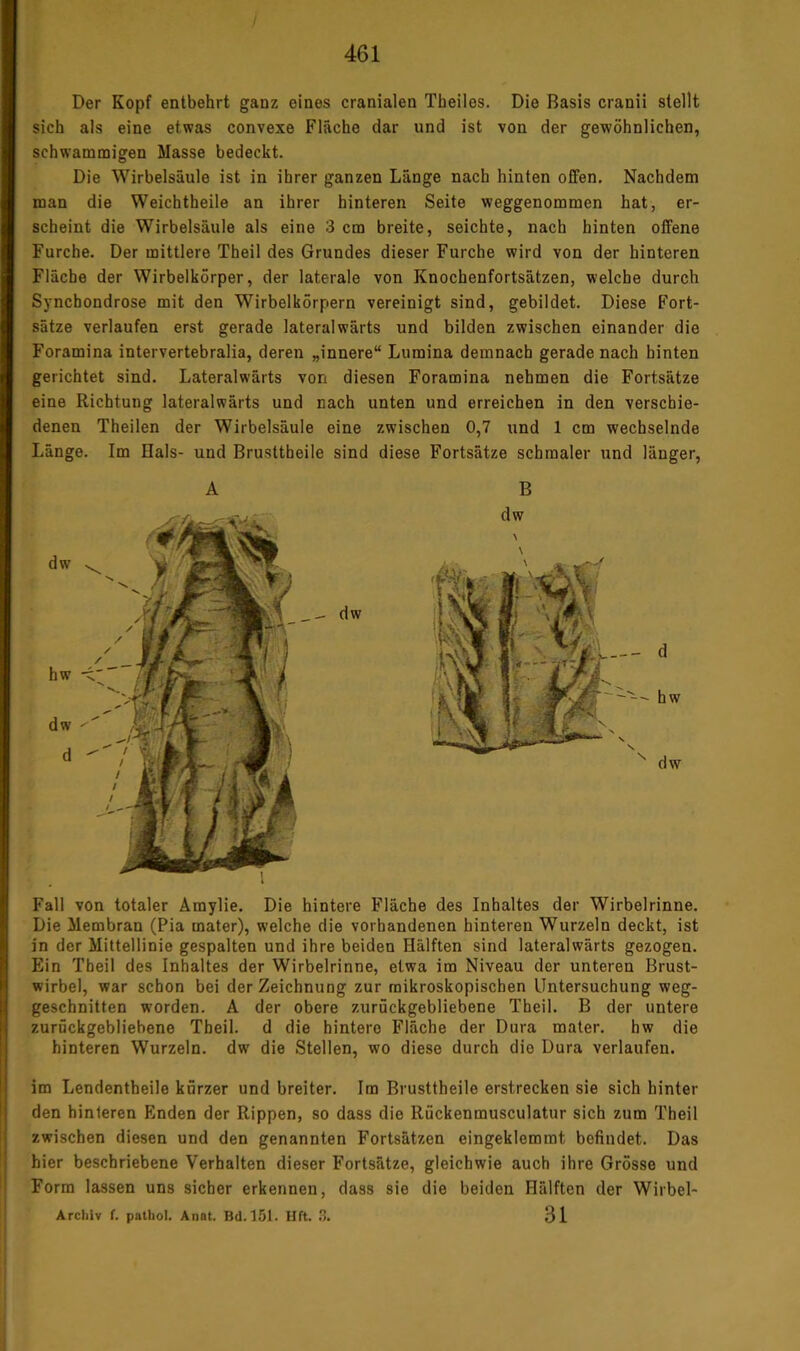 Der Kopf entbehrt ganz eines cranialen Tbeiles. Die Basis cranii stellt sich als eine etwas convexe Fläche dar und ist von der gewöhnlichen, schwammigen Masse bedeckt. Die Wirbelsäule ist in ihrer ganzen Länge nach hinten offen. Nachdem man die Weichtheile an ihrer hinteren Seite weggenommen hat, er- scheint die Wirbelsäule als eine 3 cm breite, seichte, nach hinten offene Furche. Der mittlere Theil des Grundes dieser Furche wird von der hinteren Fläche der Wirbelkorper, der laterale von Knochenfortsätzen, welche durch Synchondrose mit den Wirbelkörpern vereinigt sind, gebildet. Diese Fort- sätze verlaufen erst gerade lateralwärts und bilden zwischen einander die Foramina intervertebralia, deren „innere“ Lumina demnach gerade nach hinten gerichtet sind. Lateralwärts von diesen Foramina nehmen die Fortsätze eine Richtung lateralwärts und nach unten und erreichen in den verschie- denen Theilen der Wirbelsäule eine zwischen 0,7 und 1 cm wechselnde Länge. Im Hals- und Brusttheile sind diese Fortsätze schmaler und länger, A B Fall von totaler Amylie. Die hintere Fläche des Inhaltes der Wirbelrinne. Die Membran (Pia mater), welche die vorhandenen hinteren Wurzeln deckt, ist in der Mittellinie gespalten und ihre beiden Hälften sind lateralwärts gezogen. Ein Theil des Inhaltes der Wirbelrinne, etwa im Niveau der unteren Brust- wirbel, war schon bei der Zeichnung zur mikroskopischen Untersuchung weg- geschnitten worden. A der obere zurückgebliebene Theil. B der untere zurückgebliebene Theil. d die hintere Fläche der Dura mater. hw die hinteren Wurzeln, dw die Stellen, wo diese durch die Dura verlaufen. im Lendentheile kürzer und breiter. Im Brusttheile erstrecken sie sich hinter den hinteren Enden der Rippen, so dass die Rückenmusculatur sich zum Theil zwischen diesen und den genannten Fortsätzen eingeklemmt befindet. Das hier beschriebene Verhalten dieser Fortsätze, gleichwie auch ihre Grösse und Form lassen uns sicher erkennen, dass sie die beiden Hälften der Wirbel- Archiv f. pathol. Anat. Bd.151. Hft. .3. 31