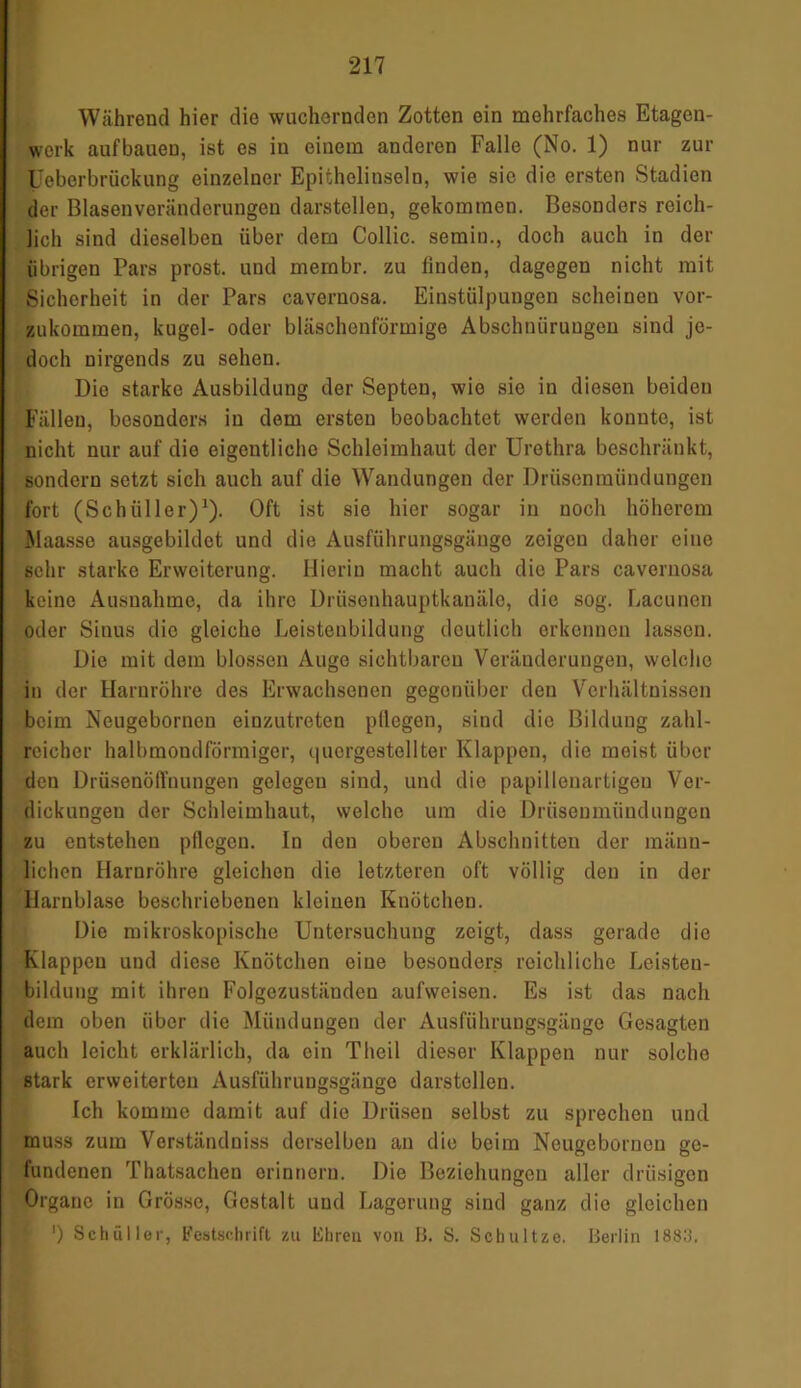 Während hier die wuchernden Zotten ein mehrfaches Etagen- werk aufbaueu, ist es in einem anderen Falle (No. 1) nur zur Ueberbrückung einzelner Epithelinseln, wie sic die ersten Stadien der Blasenveränderungen darstellen, gekommen. Besonders reich- lich sind dieselben über dem Collie, semin., doch auch in der übrigen Pars prost, und membr. zu linden, dagegen nicht mit Sicherheit in der Pars cavernosa. Einstülpungen scheinen vor- zukommen, kugcl- oder bläschenförmige Abschnürungen sind je- doch nirgends zu sehen. Die starke Ausbildung der Septen, wie sie in diesen beideu Fällen, besonders in dem ersten beobachtet werden konnte, ist nicht nur auf die eigentliche Schleimhaut der Urethra beschränkt, sondern setzt sich auch auf die Wandungen der Drüsenmündungen fort (Schüller)1). Oft ist sie hier sogar in noch höherem Maasse ausgebildet und die Ausführungsgänge zeigen daher eine sehr starke Erweiterung. Hierin macht auch die Pars cavernosa keine Ausnahme, da ihre Drüsenhauptkanäle, die sog. Lacunon oder Sinus die gleiche Leistenbildung deutlich erkennen lassen. Die mit dem blossen Auge sichtbaren Veränderungen, welche in der Harnröhre des Erwachsenen gegenüber den Verhältnissen beim Neugebornon einzutreten pflegen, sind die Bildung zahl- reicher halbmondförmiger, quergestellter Klappen, die meist über den Drüsenölfnungen gelogen sind, und die papillenartigeu Ver- dickungen der Schleimhaut, welche um die Drüsenmündungen zu entstehen pflegen. In den oberen Abschnitten der männ- lichen Harnröhre gleichen die letzteren oft völlig den in der Harnblase beschriebenen kleinen Knötchen. Die mikroskopische Untersuchung zeigt, dass gerade die Klappen und diese Knötchen eine besonders reichliche Leisteu- bildung mit ihren Folgezuständen aufweisen. Es ist das nach dem oben über die Mündungen der Ausführungsgänge Gesagten auch leicht erklärlich, da ein Theil dieser Klappen nur solcho stark erweiterten Ausftihruugsgänge darstollen. Ich komme damit auf die Drüsen selbst zu sprechen und muss zum Verständniss derselben an die beim Neugebornon ge- fundenen Thatsachen erinnern. Die Beziehungen aller drüsigen Organe in Grösse, Gestalt und Lagerung sind ganz die gleichen ') Schüller, Festschrift zu lihren von B. S. Schultze. Berlin 1883.