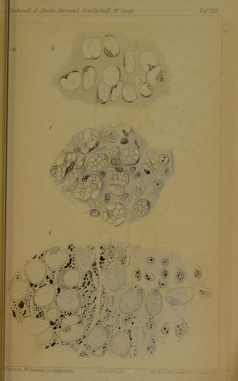 \ eHut:uU. d. lUsrhn.dtrmutol. (n'scUschafi. 'IV.Conyr 'ntf.XX\