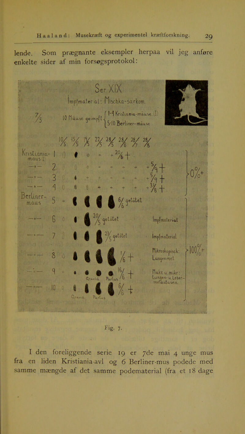 lende. Som prægnante eksempler herpaa vil jeg anføre enkelte sider af min forsøgsprotokol: 7/s 10 Hd Ser XIX mpfmater al: Mischka-sarkom. M Knsttanm.-mau.se J S‘10 Berliner- mdu.be maus (I iox ,5x % y ux n/e y 2x Kristtama- | f) f o +■ - * ^ * *%+ * * * ’/if ^ t « « * * * * *% + Berliaer- maus o 2 ii ' o 3 * * 5 - G - 7 8 o 9 - + • IC 4%ft°ut | A ' -r ^etotet | | g^.t« 0 %* • • • • % + gravid. ?arta*» ' ^ * U4% + Ur^vid. PartaS Impfmaterial imp(mnterial .„0/ Hikroskopibck: Lue^enmet Hakr. u.nukr: Lunjetv u.Leber- meta.bta.ben_ I0C%* ... r — iti*. J SnU Fig- 7- I den foreliggende serie 19 er 7de mai 4 unge mus fra en liden Kristiania-avl og 6 Berliner-mus podede med samme mængde af det samme podematerial (fra et 18 dage
