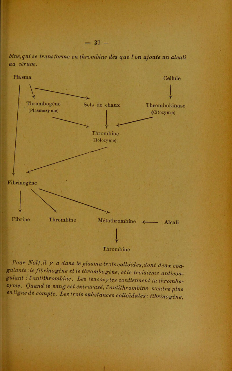 bine,qui se transforme en thrombine dès que l'on ajoute un alcali au sérum. Plasma Cellule I >r Thrombogène Sels de chaux (Plasmozy me) Thrombokinase (Citozyme) Y Thrombine (Holozyme) Fibrinogène Alcali ! Thrombine Pour Nolfjl y a dans le plasma trois colloïdes,dont deux coa- gulants de fibrinogène et le thrombogène, elle troisième anticoa- gulant : l antithrombine. Les leucocytes contiennent la thrombo- zyme. Quand le sang est extravasé, Vantithrombine n’entre plus en ligne de compte. Les trois substances colloïdales: fibrinogène.