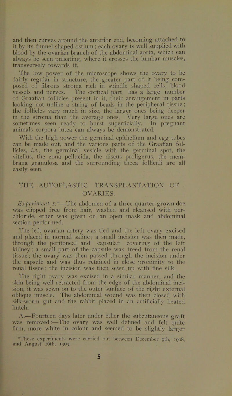 and then curves around the anterior end, becoming attached to it by its funnel shaped ostium ; each ovary is well supplied with blood by the ovarian branch of the abdominal aorta, which can always be seen pulsating, where it crosses the lumbar muscles, transversely towards it. The low power of the microscope shows the ovary to be fairly regular in structure, the greater part of it being com- posed of fibrous stroma rich in spindle shaped cells, blood vessels and nerves. The cortical part has a large number of Graafian follicles present in it, their arrangement in parts looking not unlike a string of beads in the peripheral tissue; the follicles vary much in size, the larger ones being deeper in the stroma than the average ones. Very large ones are sometimes seen ready to burst superficially. In pregnant animals corpora lutea can always be demonstrated. With the high power the germinal epithelium and egg tubes can be made out, and the various parts of the Graafian fol- licles, i.e., the germinal vesicle with the germinal spot, the vitellus, the zona pellucida, the discus ])roligerus, the mem- brana granulosa and the surrounding theca folliculi are all easily seen. THE AUTOPLASTIC TRANSPLANTATION OF OVARIES. Experiment /.*—The abdomen of a three-quarter grown doe was clipped free from hair, washed and cleansed with per- chloride, ether was given on an open mask and abdominal section performed. The left ovarian artery was tied and the left ovary excised and placed in normal saline; a small incision was then made, through the peritoneal and capsular covering of the left kidney; a small part of the capsule was freed from the renal tissue; the ovary was then passed through the incision under the capsule and was thus retained in close irroximity to the renal tissue; the incision was then sewn,up with fine silk. The right ovary was excised in a similar manner, and the skin being well retracted from the edge of the abdominal inci- sion, it was sewn on to the outei surface of the right external oblique muscle. The abdominal wound was then closed with silk-worm gut and the rabbit placed in an artificially heated hutch. A.—Fourteen days later under ether the subcutaneous graft was removed:—The ovary was well defined and felt (|uite firm, more white in colour and seemed to be slightly larger *Thc.sc experiments were carried out 1)etween December yth, igo8, and August i6th, 1909.