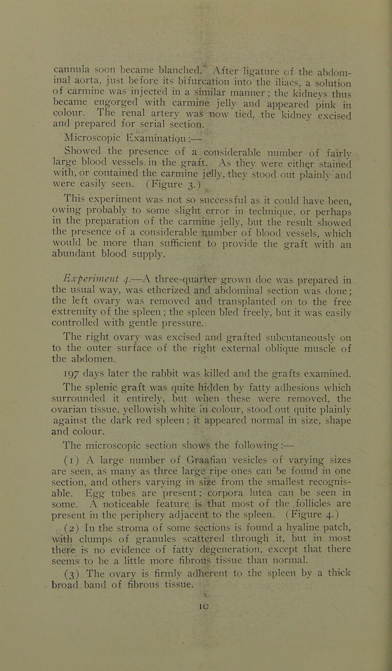 cannula soon became blanched.' After lig’ature of the abdom- inal aorta, just before its bifurcation into the iliacs, a solution of carmine was injected in a similar manner; the kidneys thus became engorged with carmine jelly and appeared pink in colour. The renal artery was now tied, the kidney excised and prepared for serial section. Microscopic Examinatign:— Showed the presence of a considerable number of fairly large blood vessels, in the graft. As they were either stained with, or contained the carmine jelly, they stood out plainly and were easily seen. (Figure 3.) This experiment was not so successful as it coidd have been, owing probably to some slight error in technique, or perhaps in the preparation of the carmine jelly, but the result showed the presence of a considerable number of blood vessels, which would be more than sufficient to provide the graft with an abundant blood supply. Experiment 4.—A three-quarter grown doe was prepared in the usual way, was etherized and abdominal section was done; the left ovary was removed and transplanted on to the free extremity of the spleen; the spleen bled freely, but it was easily controlled with gentle pressure. The right ovary was excised and grafted subcutaneously on to the outer surface of the right external oblique muscle of the abdomen. 197 days later the rabbit was killed and the grafts examined. The splenic graft was quite hidden by fatty adhesions which surrounded it entirely, but when these were removed, the ovarian tissue, yellowish white in colour, stood out quite plainly against the dark red spleen; it appeared normal in size, shape and colour. The microscopic section shows the following;— (1) A large number of Graafian vesicles of varying sizes are seen, as many as three large rij)e ones can be found in one section, and others varying in size from the smallest recognis- able. Egg tubes are present; corpora lutea can be seen in some. A noticeable feature is that most of the follicles are present in the periphery adjacent to the spleen. (Figure 4.) (2) In the stroma of some sections is found a hyaline patch, with clumps of granules scattered through it, but in most there is no evidence of fatty degeneration, except that there seems to be a little more fibrous tissue than normal. (3) The ovary is firmly adherent to the spleen by a thick broad band of fibrous tissue.
