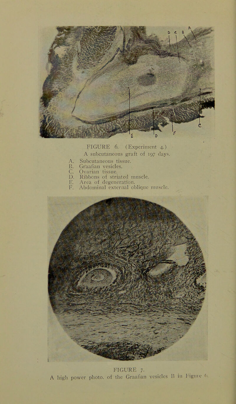 A subcutaneous graft of 197 days. A. Subcutaneous tissue. E. Graafian vesicles. C. O varian tissue. D. Ribbons of striated muscle. E. Area of degeneration. F. Abdominal external oblique muscle. FIGURE 7. A high power photo, of the Graalian vesicles 11 in I'iguie ti,
