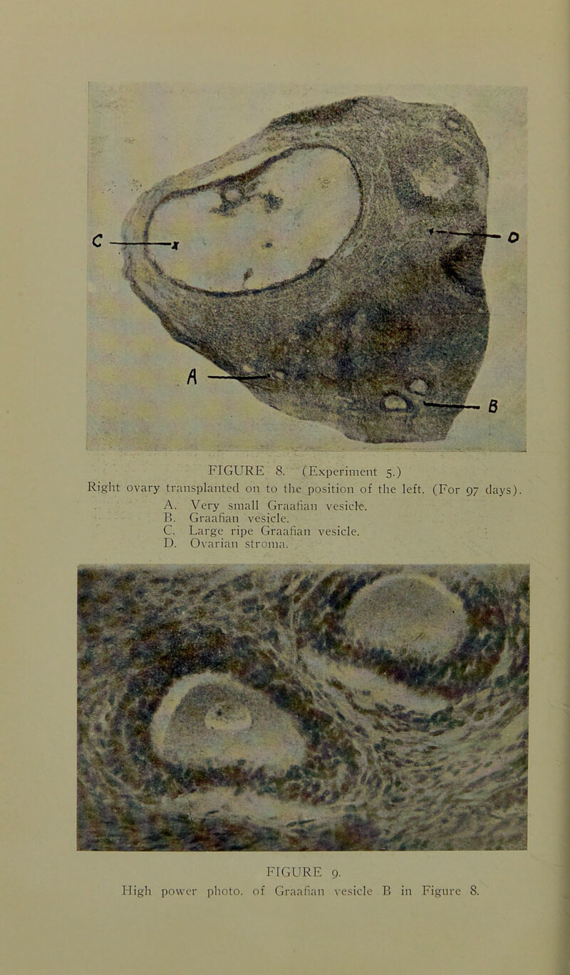 Right ovary transplanted on to the position of the left. (For 97 days). A. Very small Graartan vesielc. B. Graafian vesicle. C. Large ripe Graafian vesicle. D. Ovarian stroma. FIGURE 9.