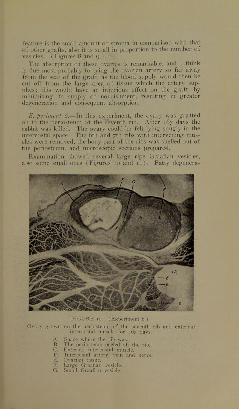 of other grafts, also it is small in proportion to the number of vesicles. (Figures 8 and 9.) The absorption of these ovaries is remarkable, and I think is due most |)robably to tying the ovarian artery so far away from the seat of the graft, as the blood supply would then be cut oft’ from the large area of tissue which the artery sup- plies : this would have an injurious effect on the graft, by minimising its supply of nourishment, resulting in greater degeneration and conseciuent absorption. B.vl’crimciif 6.—In this experiment, the ovary was grafted on to the periosteum of the seventh rib. After 167 days the rabbit was killed. The ovary could be felt lying snugly in the intercostal space. The 6th and 7th ribs with intervening mus- cles were removed, the bony part of the ribs was shelled out of the periosteum, and microscopic sections prepared. Examination showed several large ripe Graafian vesicles, also some small ones (Figures 10 and ii). Fatty degenera- FIGURE 10. (Experiment 6.') Ovary grown on tlic periosteum of the seventh rib and external intercostal muscle for 167 days. A. Space where the rib was. P>. The periosteum peeled off the rib. C. External intercostal muscle. 1). Intercostal artery, vein and nerve. E. Ovarian tissue. F. T.argc Graafian vesicle. G. Small Graafi.'in vesicle.
