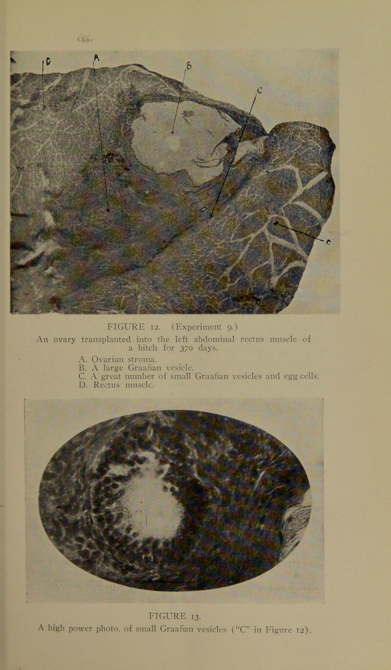 An ovary transplanted into the left abdominal rectus muscle of a bitch for 370 days. A. Ovarian stroma. B. A large Graalian vesicle. C. A great nnmher of small Graalian vesicles and egg cells. D. Rectus musck. FIGURE 13. A high power photo, of small Graalian vesicles (“C” in Figure 12).