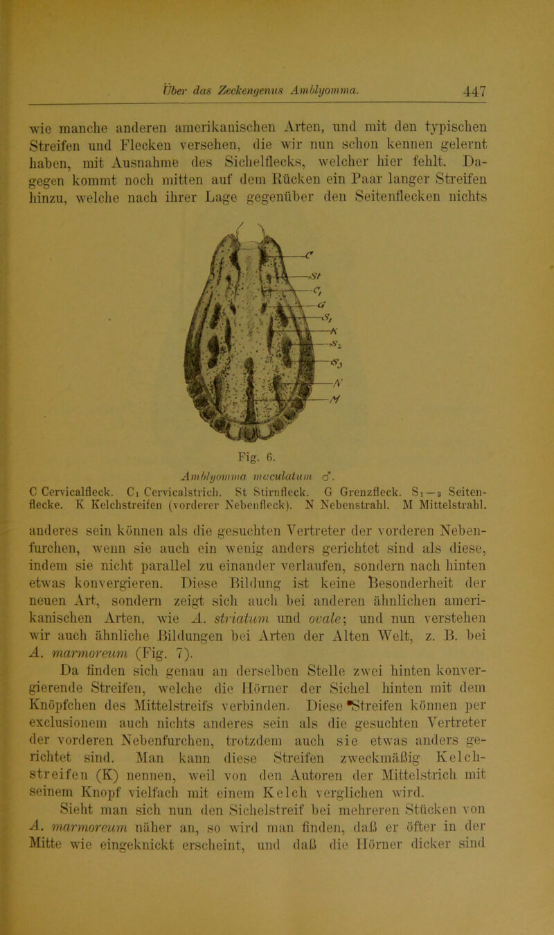 wie manche anderen amerikanischen Arten, und mit den typischen Streifen und Flecken versehen, die wir nun schon kennen gelernt haben, mit Ausnahme des Sichelflecks, welcher hier fehlt. Da- gegen kommt noch mitten auf dem Rücken ein Paar langer Streifen hinzu, welche nach ihrer Lage gegenüber den Seitenflecken nichts Fig. 6. Amblyomma maculatum cT. C Cervicalfleck. Ci Cervicalstrich. St Stirnfleck. G Grenzfleck. Si —3 Seiten- flecke. K Kelchstreifen (vorderer Kebenfleck). N Nebenstralil. M Mittel strahl. anderes sein können als die gesuchten Vertreter der vorderen Neben- furchen, wenn sie auch ein wenig anders gerichtet sind als diese, indem sie nicht parallel zu einander verlaufen, sondern nach hinten etwas konvergieren. Diese Bildung ist keine Besonderheit der neuen Art, sondern zeigt sich auch bei anderen ähnlichen ameri- kanischen Arten, wie A. striaturn und ovale; und nun verstehen wir auch ähnliche Bildungen bei Arten der Alten Welt, z. B. bei A. marmoreum (Fig. 7). Da finden sich genau an derselben Stelle zwei hinten konver- gierende Streifen, welche die Hörner der Sichel hinten mit dem Knöpfchen des Mittelstreifs verbinden. Diese •Streifen können per exclusionem auch nichts anderes sein als die gesuchten Vertreter der vorderen Nebenfurchen, trotzdem auch sie etwas anders ge- richtet sind. Man kann diese Streifen zweckmäßig Kelch- streifen (K) nennen, weil von den Autoren der Mittelstrich mit seinem Knopf vielfach mit einem Kelch verglichen wird. Sieht man sich nun den Sichelstreif bei mehreren Stücken von A. marmoreum näher an, so wird man finden, daß er öfter in der Mitte wie eingeknickt erscheint, und daß die Hörner dicker sind