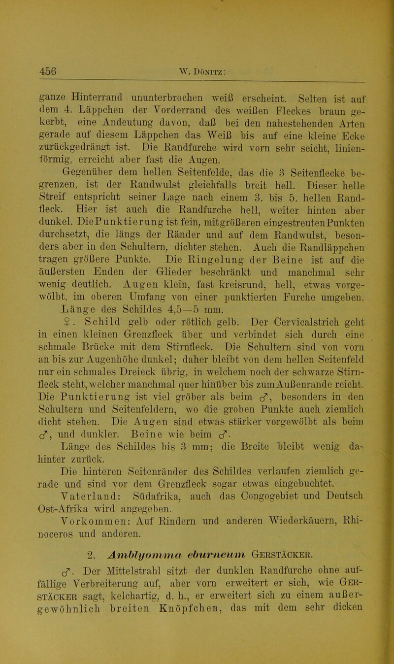 ganze Hinterrand ununterbrochen weiß erscheint. Selten ist auf dem 4. Läppchen der Vorderrand des weißen Fleckes braun ge- kerbt, eine Andeutung davon, daß bei den nahestehenden Arten gerade auf diesem Läppchen das Weiß bis auf eine kleine Ecke zurückgedrängt ist. Die Randfurche wird vorn sehr seicht, linien- förmig, erreicht aber fast die Augen. Gegenüber dem hellen Seitenfelde, das die 3 Seitenflecke be- grenzen, ist der Randwulst gleichfalls breit hell. Dieser helle Streif entspricht seiner Lage nach einem 3. bis 5. hellen Rand- fleck. Hier ist auch die Randfurche hell, weiter hinten aber dunkel. DiePunktierung ist fein, mitgrößeren eingestreuten Punkten durchsetzt, die längs der Ränder und auf dem Randwulst, beson- ders aber in den Schultern, dichter stehen. Auch die Randläppchen tragen größere Punkte. Die Ringelung der Beine ist auf die äußersten Enden der Glieder beschränkt und manchmal sehr wenig deutlich. Augen klein, fast kreisrund, hell, etwas vorge- wölbt, im oberen Umfang von einer punktierten Furche umgeben. Länge des Schildes 4,5—5 mm. $. Schild gelb oder rötlich gelb. Der Cervicalstrich geht in einen kleinen Grenzfleck über und verbindet sich durch eine schmale Brücke mit dem Stirnfleck. Die Schultern sind von vorn an bis zur Augenhöhe dunkel; daher bleibt von dem hellen Seitenfeld nur ein schmales Dreieck übrig, in welchem noch der schwarze Stirn- fleck steht, welcher manchmal quer hinüber bis zum Außenrande reicht . Die Punktierung ist viel gröber als beim cf, besonders in den Schultern und Seitenfeldern, wo die groben Punkte auch ziemlich dicht stehen. Die Augen sind etwas stärker vorgewölbt als beim cf, und dunkler. Beine wie beim cf- Länge des Schildes bis 3 mm; die Breite bleibt wenig da- hinter zurück. Die hinteren Seitenränder des Schildes verlaufen ziemlich ge- rade und sind vor dem Grenzfleck sogar etwas eingebuchtet. Vaterland: Südafrika, auch das Congogebiet und Deutsch Ost-Afrika wird angegeben. Vorkommen: Auf Rindern und anderen Wiederkäuern, Rhi- noceros und anderen. 2. Amblyomina eburneum Gerstäcker. cf. Der Mittelstrahl sitzt der dunklen Randfurche ohne auf- fällige Verbreiterung auf, aber vorn erweitert er sich, wie Ger- stäcker sagt, kelchartig, d. h., er erweitert sich zu einem außer- gewöhnlich breiten Knöpf dien, das mit dem sehr dicken
