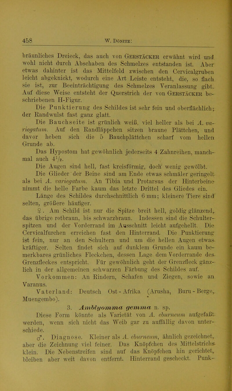 bräunliches Dreieck, das auch von Gerstäcker erwähnt wird und wohl nicht durch Abschaben des Schmelzes entstanden ist. Aber etwas dahinter ist das Mittelfeld zwischen den Cervicalgruben leicht abgeknickt, wodurch eine Art Leiste entsteht, die, so flach sie ist, zur Beeinträchtigung des Schmelzes Veranlassung gibt. Auf diese Weise entsteht der Querstrich der von Gerstäcker be- schriebenen H-Figur. Die Punktierung des Schildes ist sehr fein und oberflächlich; der Randwulst fast ganz glatt. Die Bauchseite ist grünlich weiß, viel heller als bei A. vct- riegatum. Auf den Randläppchen sitzen braune Plättchen, und davor heben sich die 5 Bauchplättchen scharf vom hellen Grunde ab. Das Hypostom hat gewöhnlich jederseits 4 Zahnreihen, manch- mal auch 4V2. Die Augen sind hell, fast kreisförmig, doch' wenig gewölbt. Die Glieder' der Beine sind am Ende etwas schmäler geringelt als bei A. variegatum. An Tibia und Protarsus der Hinterbeine nimmt die helle Farbe kaum das letzte Drittel des Gliedes ein. Länge des Schildes durchschnittlich 6 mm; kleinere Tiere sind' selten, größere häufiger. $ . Am Schild ist nur die Spitze breit hell, goldig glänzend, das übrige rotbraun, bis schwarzbraun. Indessen sind die Schulter- spitzen und der Vorderrand im Ausschnitt leicht aufgehellt. Die Cervicalfurchen erreichen fast den Hinterrand. Die Punktierung ist fein, nur an den Schultern und um die hellen Augen etwas- kräftiger. Selten findet sich auf dunklem Grunde ein kaum be- merkbares grünliches Fleckchen, dessen Lage dem Vorderrande des Grenzfleckes entspricht. Für gewöhnlich geht der Grenzfleck gänz- lich in der allgemeinen schwarzen Färbung des Schildes auf. Vorkommen: An Rindern, Schafen und Ziegen, sowie an Varanus. Vaterland: Deutsch Ost - Afrika (Arusha, Buru - Berge,. Muengembo). 3. Amblyomina gemma n. sp. Diese Form könnte als Varietät von A. eburneiun aufgefaßt werden, wenn sich nicht das Weib gar zu auffällig davon unter- schiede. cf. Diagnose. Kleiner als A. eburneum, ähnlich gezeichnet, aber die Zeichnung viel feiner. Das Knöpfchen des Mittelstrichs- klein. Die Nebenstreifen sind auf das Knöpfchen hin gerichtet, bleiben aber weit davon entfernt. Hinterrand gescheckt. Punk-
