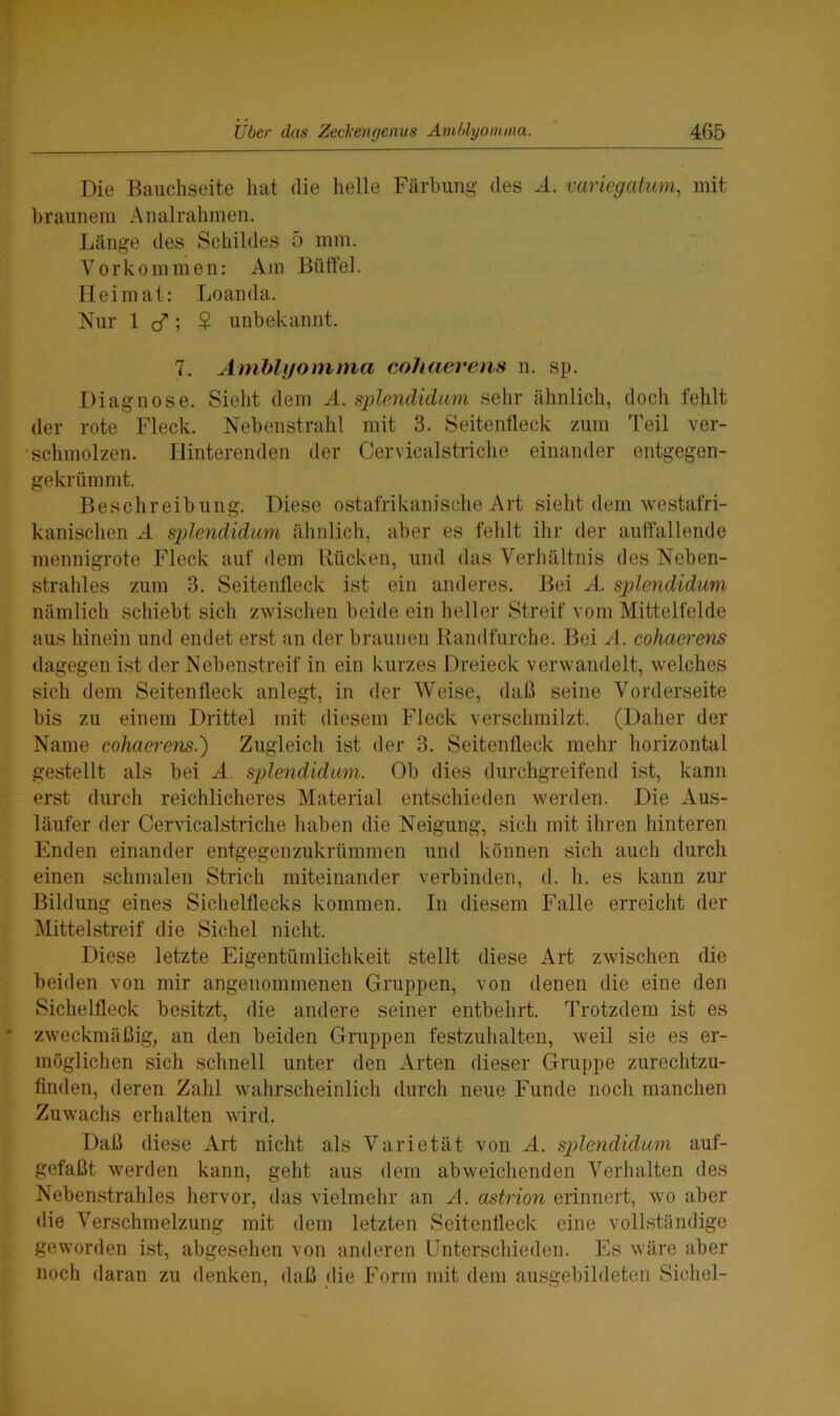 Die Bauchseite hat die helle Färbung des A. variegatum, mit braunem Analrahmen. Länge des Schildes 5 mm. Vorkommen: Am Büffel. Heimat: Loanda. Nur 1 ö* ; $ unbekannt. 7. Amblyomma cohaerens n. sp. Diagnose. Sieht dem A. splendidum sehr ähnlich, doch fehlt der rote Fleck. Nebenstrahl mit 3. Seitenfleck zum Teil ver- schmolzen. Hinterenden der Cervicalstriche einander entgegen- gekrümmt. Beschreibung. Diese ostafrikanische Art sieht dem westafri- kanischen A splendidum ähnlich, aber es fehlt ihr der auffallende mennigrote Fleck auf dem Rücken, und das Verhältnis des Neben- strahles zum 3. Seitenfleck ist ein anderes. Bei A. splendidum nämlich schiebt sich zwischen beide ein heller Streif vom Mittelfelde aus hinein und endet erst an der braunen Randfurche. Bei A. cohaerens dagegen ist der Nebenstreif in ein kurzes Dreieck verwandelt, welches sich dem Seitenfleck anlegt, in der Weise, daß seine Vorderseite bis zu einem Drittel mit diesem Fleck verschmilzt. (Daher der Name cohaerens.') Zugleich ist der 3. Seitenfleck mehr horizontal gestellt als bei A splendidum. Ob dies durchgreifend ist, kann erst durch reichlicheres Material entschieden werden. Die Aus- läufer der Cervicalstriche haben die Neigung, sich mit ihren hinteren Enden einander entgegenzukrümmen und können sich auch durch einen schmalen Strich miteinander verbinden, d. h. es kann zur Bildung eines Sichelflecks kommen. In diesem Falle erreicht der Mittelstreif die Sichel nicht. Diese letzte Eigentümlichkeit stellt diese Art zwischen die beiden von mir angenommenen Gruppen, von denen die eine den Sichelfleck besitzt, die andere seiner entbehrt. Trotzdem ist es zweckmäßig, an den beiden Gruppen festzuhalten, weil sie es er- möglichen sich schnell unter den Arten dieser Gruppe zurechtzu- flnden, deren Zahl wahrscheinlich durch neue Funde noch manchen Zuwachs erhalten wird. Daß diese Art nicht als Varietät von A. splendidum auf- gefaßt werden kann, geht aus dem abweichenden Verhalten des Nebenstrahles hervor, das vielmehr an A. astrion erinnert, wo aber die Verschmelzung mit dem letzten Seitenfleck eine vollständige geworden ist, abgesehen von anderen Unterschieden. Es wäre aber noch daran zu denken, daß die Form mit dem ausgebildeten Sichel-