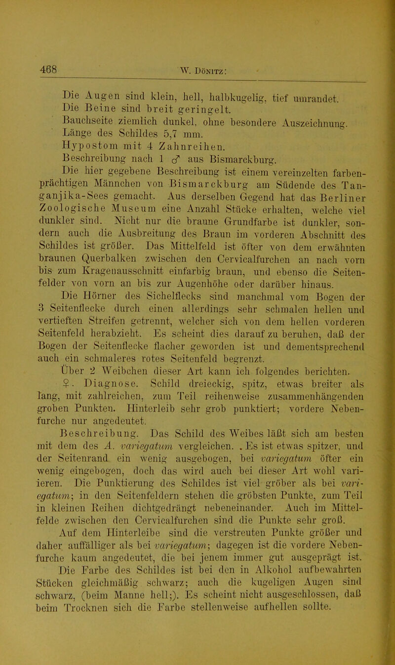 ])ie Augen sind klein, hell, halbkugelig, tief umrandet. .Die Beine sind breit geringelt. Bauchseite ziemlich dunkel, ohne besondere Auszeichnung. Länge des Schildes 5,7 mm. Hypostom mit 4 Zahnreihen. Beschreibung nach 1 ö aus Bismarckburg. Die hier gegebene Beschreibung ist einem vereinzelten farben- prächtigen Männchen von Bismarckburg am Südende des Tan- ganjika-Sees gemacht. Aus derselben Gegend hat das Berliner Zoologische Museum eine Anzahl Stücke erhalten, welche viel dunkler sind. Nicht nur die braune Grundfarbe ist dunkler, son- dern auch die Ausbreitung des Braun im vorderen Abschnitt des Schildes ist größer. Das Mittelfeld ist öfter von dem erwähnten braunen Querbalken zwischen den Cervicalfurchen an nach vorn bis zum Kragenausschnitt einfarbig braun, und ebenso die Seiten- felder von vorn an bis zur Augenhöhe oder darüber hinaus. Die Hörner des Sichelflecks sind manchmal vom Bogen der 3 Seitenflecke durch einen allerdings sehr schmalen hellen und vertieften Streifen getrennt, welcher sich von dem hellen vorderen Seitenfeld herab zieht. Es scheint dies darauf zu beruhen, daß der Bogen der Seitenflecke flacher geworden ist und dementsprechend auch ein schmaleres rotes Seitenfeld begrenzt. Über 2 Weibchen dieser Art kann ich folgendes berichten. ¥• Diagnose. Schild dreieckig, spitz, etwas breiter als lang, mit zahlreichen, zum Teil reihenweise zusammenhängenden groben Punkten. Hinterleib sehr grob punktiert; vordere Neben- furche nur angedeutet. Beschreibung. Das Schild des Weibes läßt sich am besten mit dem des A. variegatum vergleichen. . Es ist etwas spitzer, und der Seitenrand ein wenig ausgebogen, bei variegatum öfter ein wenig eingebogen, doch das wird auch bei dieser Art wohl vari- ieren. Die Punktierung des Schildes ist viel gröber als bei vari- egatum; in den Seitenfeldern stehen die gröbsten Punkte, zum Teil in kleinen Reihen dichtgedrängt nebeneinander. Auch im Mittel- felde zwischen den Cervicalfurchen sind die Punkte sehr groß. Auf dem Hinterleibe sind die verstreuten Punkte größer und daher auffälliger als bei variegatum-, dagegen ist die vordere Neben- furche kaum angedeutet, die bei jenem immer gut ausgeprägt ist. Die Farbe des Schildes ist bei den in Alkohol aufbewahrten Stücken gleichmäßig schwarz; auch die kugeligen Augen sind schwarz, (beim Manne hell;). Es scheint nicht ausgeschlossen, daß beim Trocknen sich die Farbe stellenweise aufhellen sollte.