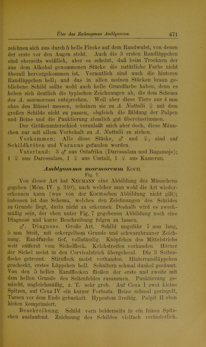 zeichnen sich aus durch 5 helle Flecke auf dem Randwulst, von denen der erste vor den Augen steht. Auch die 3 ersten Randläppchen sind oberseits weißlich, aber es scheint, daß beim Trocknen der aus dem Alkohol genommenen Stücke die natürliche Farbe nicht überall hervorgekommen ist. Vermutlich sind auch die hinteren Randläppchen hell; und das in allen meinen Stücken braun ge- bliebene Schild sollte wohl auch helle Grundfarbe haben, denn es heben sich deutlich die typischen Zeichnungen ab, die dem Schema des A. marmoreum entsprechen. Weil aber diese Tiere nur 4 mm ohne den Rüssel messen, scheinen sie zu A. Nuttalli $ mit dem großen Schilde nicht zu passen, obgleich die Bildung der Palpen und Beine und die Punktierung ziemlich gut übereinstimmen. Der Größenunterschied veranlaßt mich aber doch, diese Männ- chen nur mit allem Vorbehalt zu A. Nuttalli zu ziehen. Vorkommen: Alle diese Stücke, und $, sind auf Schildkröten und Varanus gefunden worden. Vaterland: 3 cf aus Ostafrika (Daressalam und Bagamojo); 1 ? aus Daressalam, 1 $ aus Umtali, 1 .¥ aus Kamerun. Amblyomma marmoreum Koch. Fig. 7. Von dieser Art hat Neumann eine Abbildung des Männchens gegeben (Mein. IV. p. 310), nach welcher man wohl die Art wieder- erkennen kann (was von der Koch sehen Abbildung nicht gilt); indessen ist das Schema, welches den Zeichnungen des Schildes zu Grunde liegt, darin nicht zu erkennen. Deshalb wird es zweck- mäßig sein, der oben unter Fig. 7 gegebenen Abbildung noch eine Diagnose und kurze Beschreibung folgen zu lassen. cf- Diagnose. Große Art. Schild ungefähr 7 mm lang, 5 mm breit, mit ockergelbem Grunde und schwarzbrauner Zeich- nung. Randfurche tief, vollständig. Knöpfchen des Mittelstrichs weit entfernt vom Sichelfleck. Kelchstreifen vorhanden. Hörner der Sichel meist in den Cervicalstrich übergehend. Die 3 Seiten- llecke getrennt. Stirnfleck meist vorhanden. Hinterrandläppchen gescheckt, erstes Läppchen hell. Schultern schmal dunkel gesäumt. Von den 5 hellen Randflecken fließen der erste und zweite mit dem hellen Grunde des Seitenfeldes zusammen. Punktierung ge- mischt, ungleichmäßig, z. T. sehr grob. Auf Coxa I zwei kleine Spitzen, auf Coxa IV ein kurzer Fortsatz. Beine schmal geringelt, Tarsen vor dem Ende gebuckelt. Ilypostom 3reihig. Palpit II oben hinten komprimiert. Beschreibung. Schild vorn beiderseits in ein feines Spitz- chen auslaufend. Zeichnung des Schildes vielfach veränderlich.