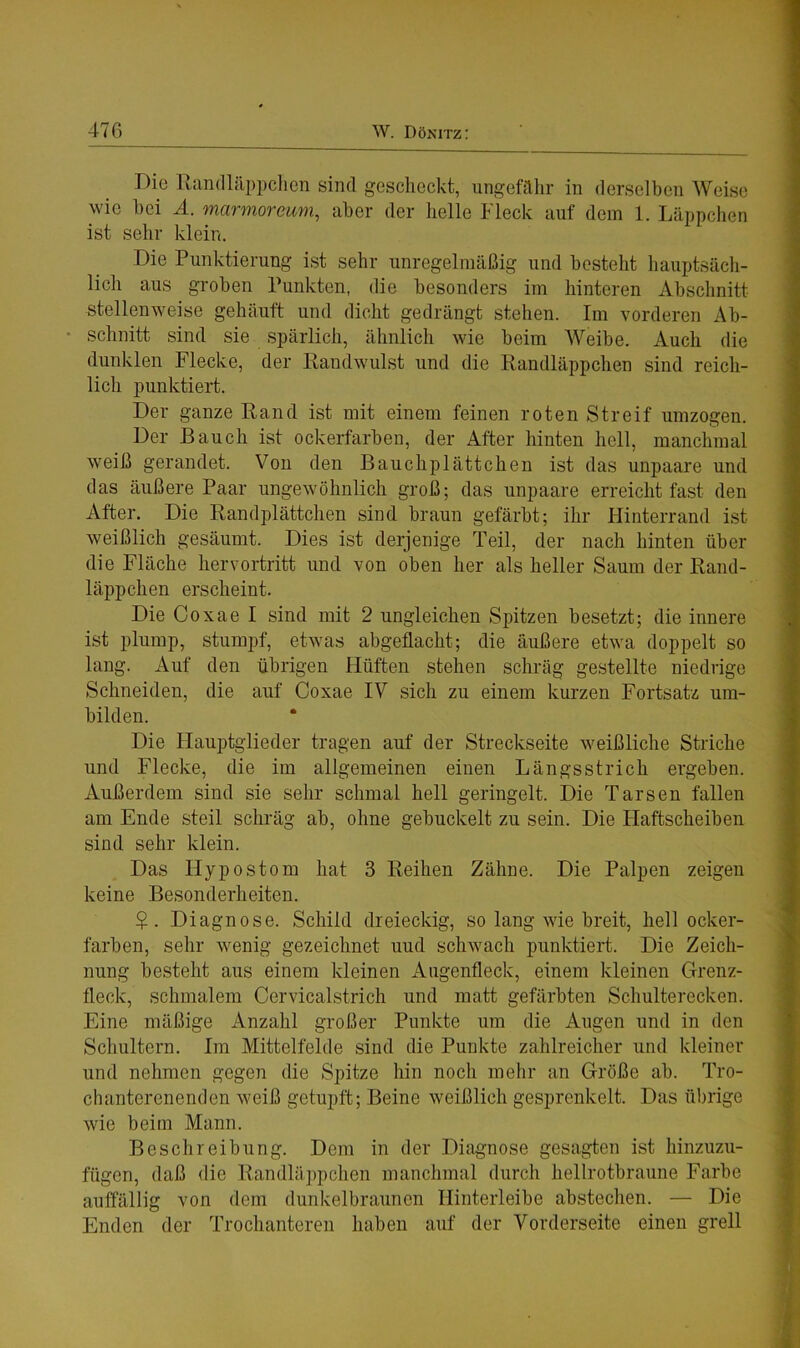 Die Randläppchen sind geschockt, ungefähr in derselben Weise wie hei A. marmoreum, aber der helle Fleck auf dem 1. Läppchen ist sehr klein. Die Punktierung ist sehr unregelmäßig und besteht hauptsäch- lich aus groben Punkten, die besonders im hinteren Abschnitt stellenweise gehäuft und dicht gedrängt stehen. Im vorderen Ab- schnitt sind sie spärlich, ähnlich wie beim Weibe. Auch die dunklen Flecke, der Randwulst und die Randläppchen sind reich- lich punktiert. Der ganze Rand ist mit einem feinen roten Streif umzogen. Der Bauch ist ockerfarben, der After hinten hell, manchmal weiß gerandet. Von den Bauchplättchen ist das unpaare und das äußere Paar ungewöhnlich groß; das unpaare erreicht fast den After. Die Randplättchen sind braun gefärbt; ihr Hinterrand ist weißlich gesäumt. Dies ist derjenige Teil, der nach hinten über die Fläche hervortritt und von oben her als heller Saum der Rand- läppchen erscheint. Die Coxae I sind mit 2 ungleichen Spitzen besetzt; die innere ist plump, stumpf, etwas abgeflacht; die äußere etwa doppelt so lang. Auf den übrigen Hüften stehen schräg gestellte niedrige Schneiden, die auf Coxae IV sich zu einem kurzen Fortsatz um- bilden. Die Hauptglieder tragen auf der Streckseite weißliche Striche und Flecke, die im allgemeinen einen Längsstrich ergeben. Außerdem sind sie sehr schmal hell geringelt. Die Tarsen fallen am Ende steil schräg ab, ohne gebuckelt zu sein. Die Flaftscheiben sind sehr klein. Das Ilypostom hat 3 Reihen Zähne. Die Palpen zeigen keine Besonderheiten. $. Diagnose. Schild dreieckig, so lang wie breit, hell ocker- farben, sehr wenig gezeichnet uud schwach punktiert. Die Zeich- nung besteht aus einem kleinen Augenfleck, einem kleinen Grenz- fleck, schmalem Cervicalstrich und matt gefärbten Schulterecken. Eine mäßige Anzahl großer Punkte um die Augen und in den Schultern. Im Mittelfelde sind die Punkte zahlreicher und kleiner und nehmen gegen die Spitze hin noch mehr an Größe ab. Tro- chanterenenden weiß getupft; Beine weißlich gesprenkelt. Das übrige wie beim Mann. Beschreibung. Dem in der Diagnose gesagten ist hinzuzu- fügen, daß die Randläppchen manchmal durch hellrotbraune Farbe auffällig von dem dunkelbraunen Hinterleibe abstechen. — Die Enden der Trochanteren haben auf der Vorderseite einen grell